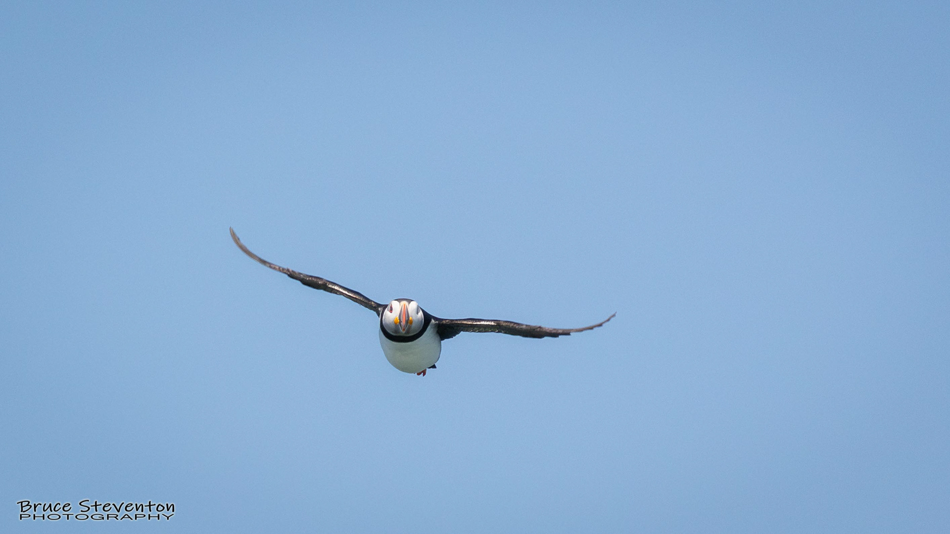 Atlantic Puffin