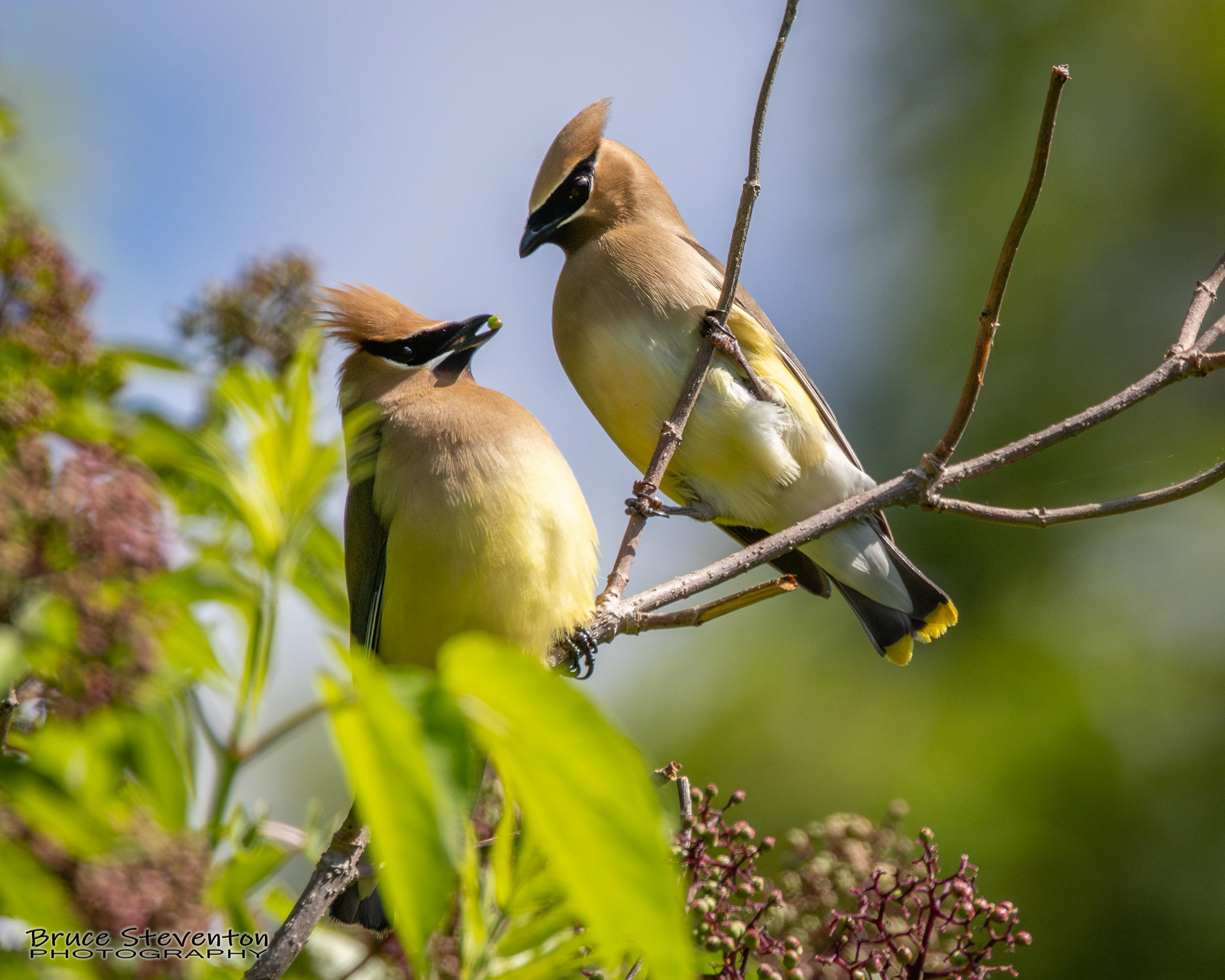 Cedar Waxwing