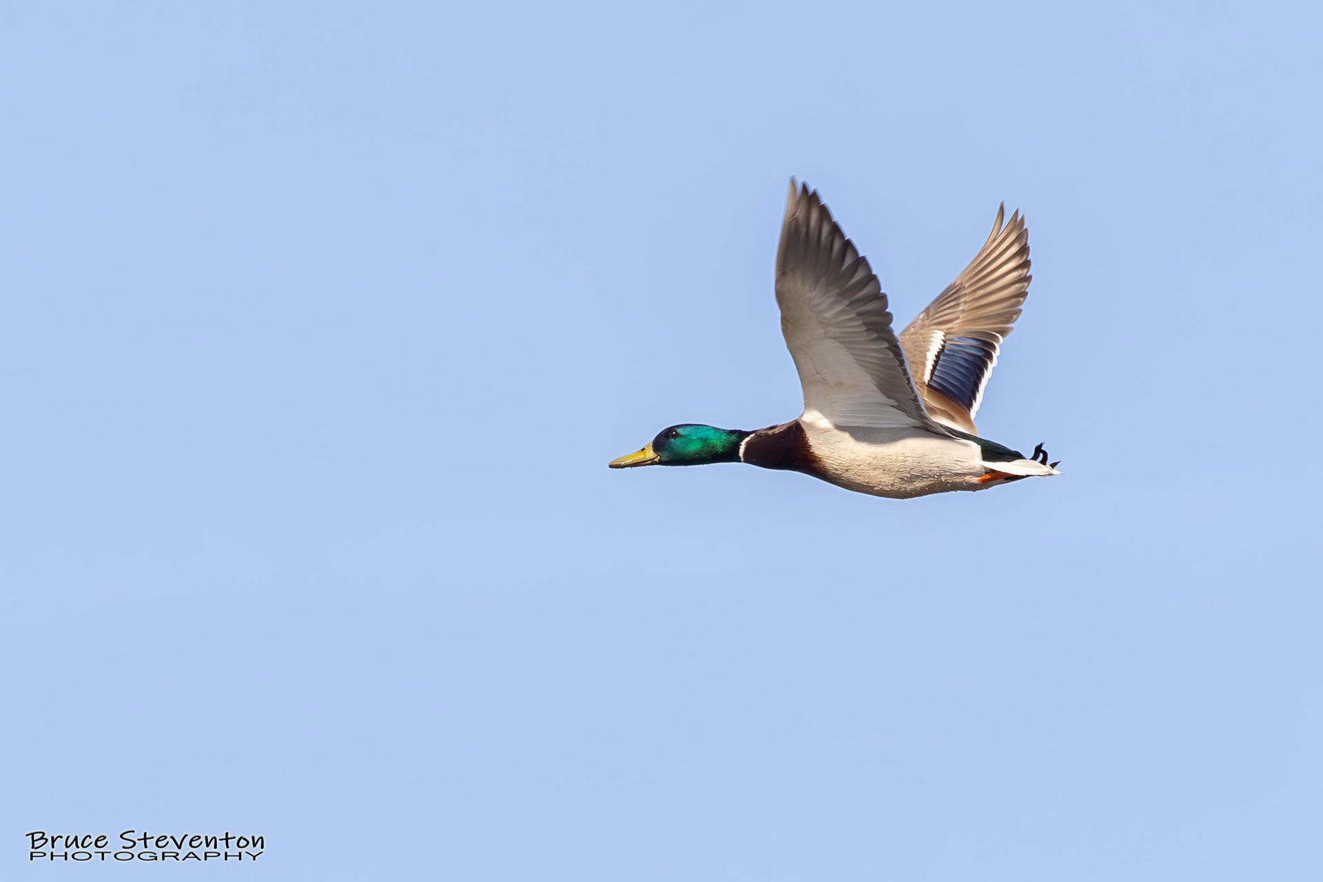 Mallard - Shoreham, VT