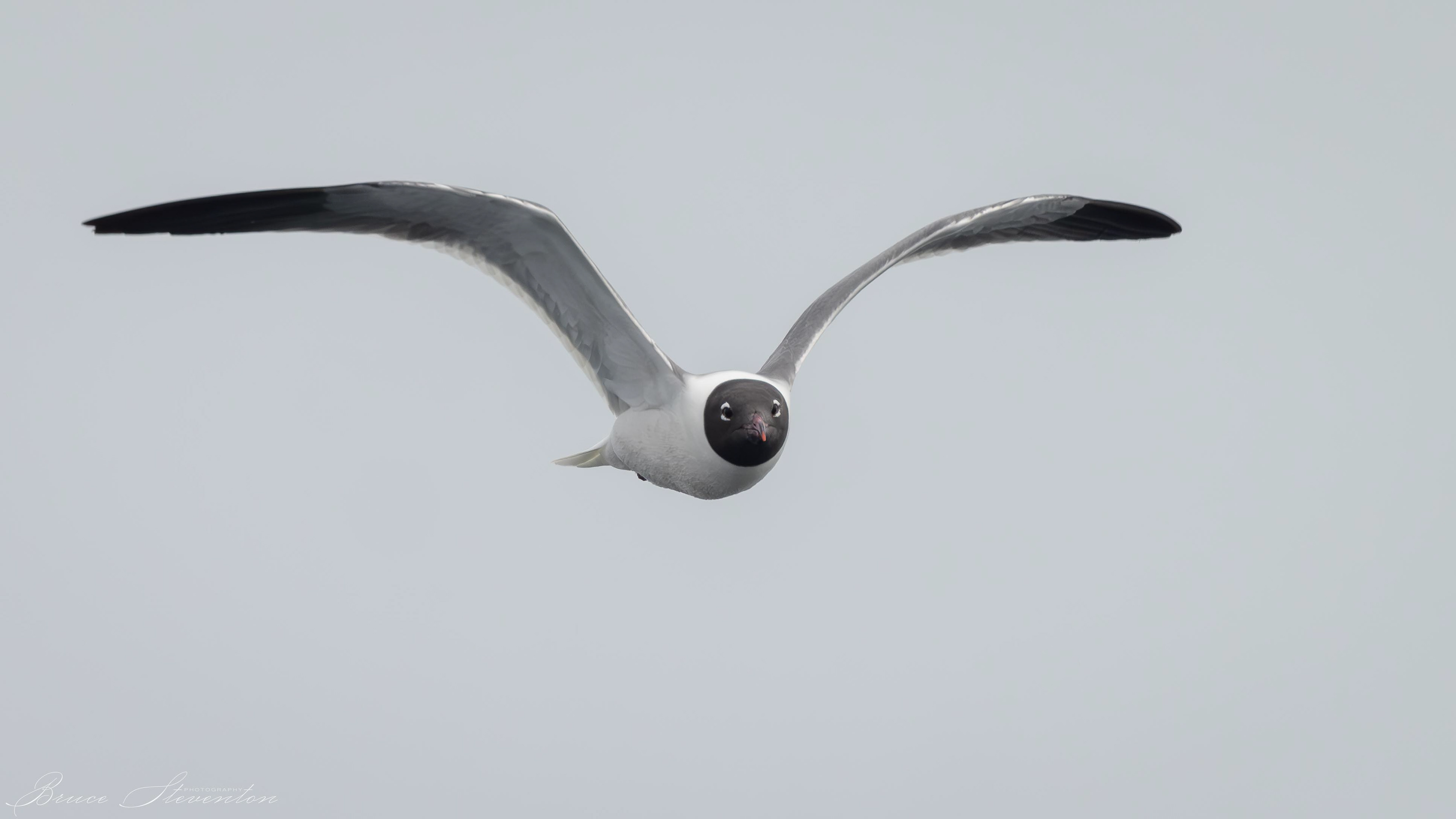 Laughing Gull