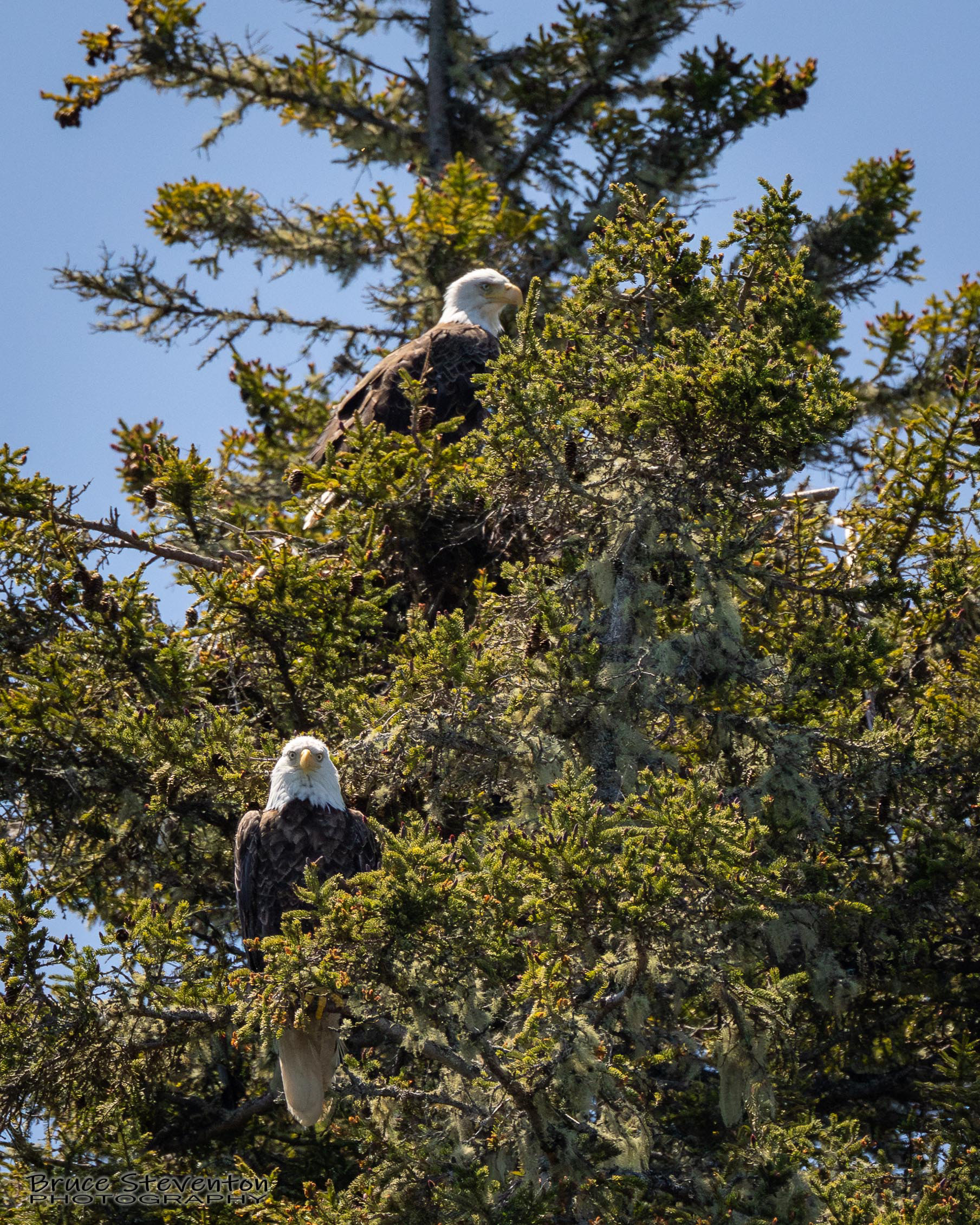 Bald Eagle