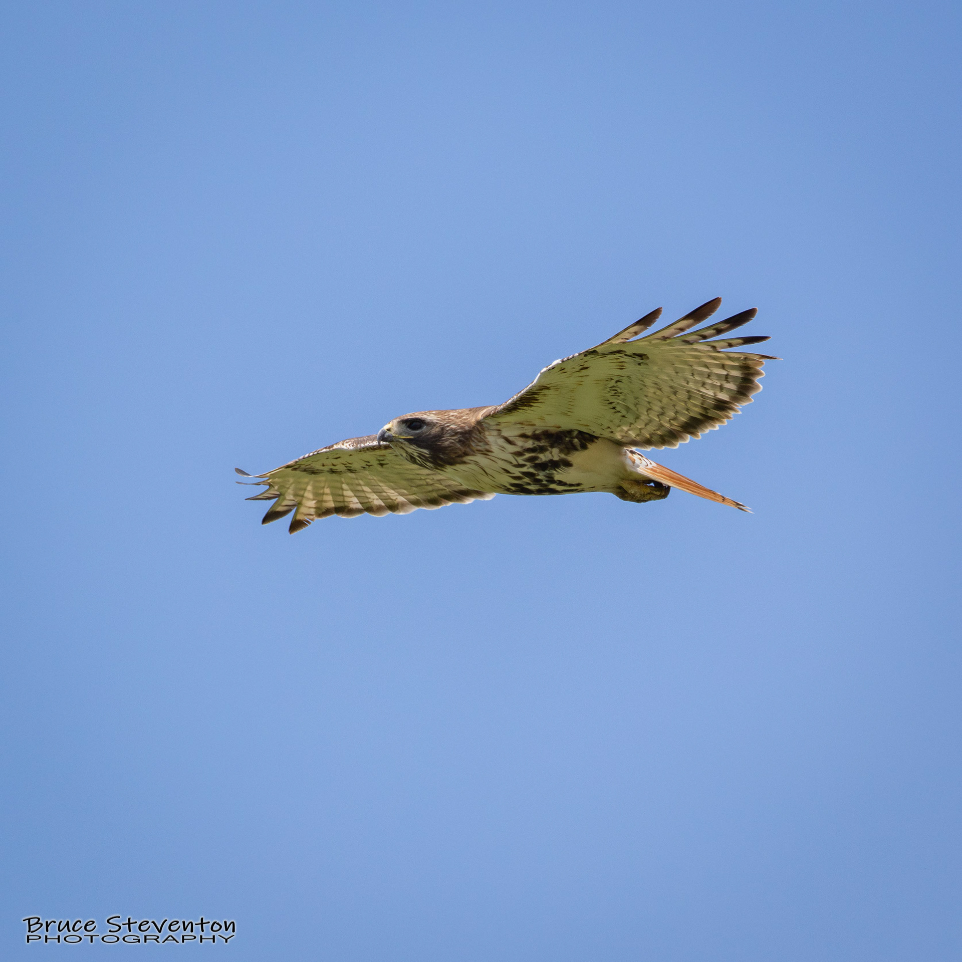 Red-tailed Hawk