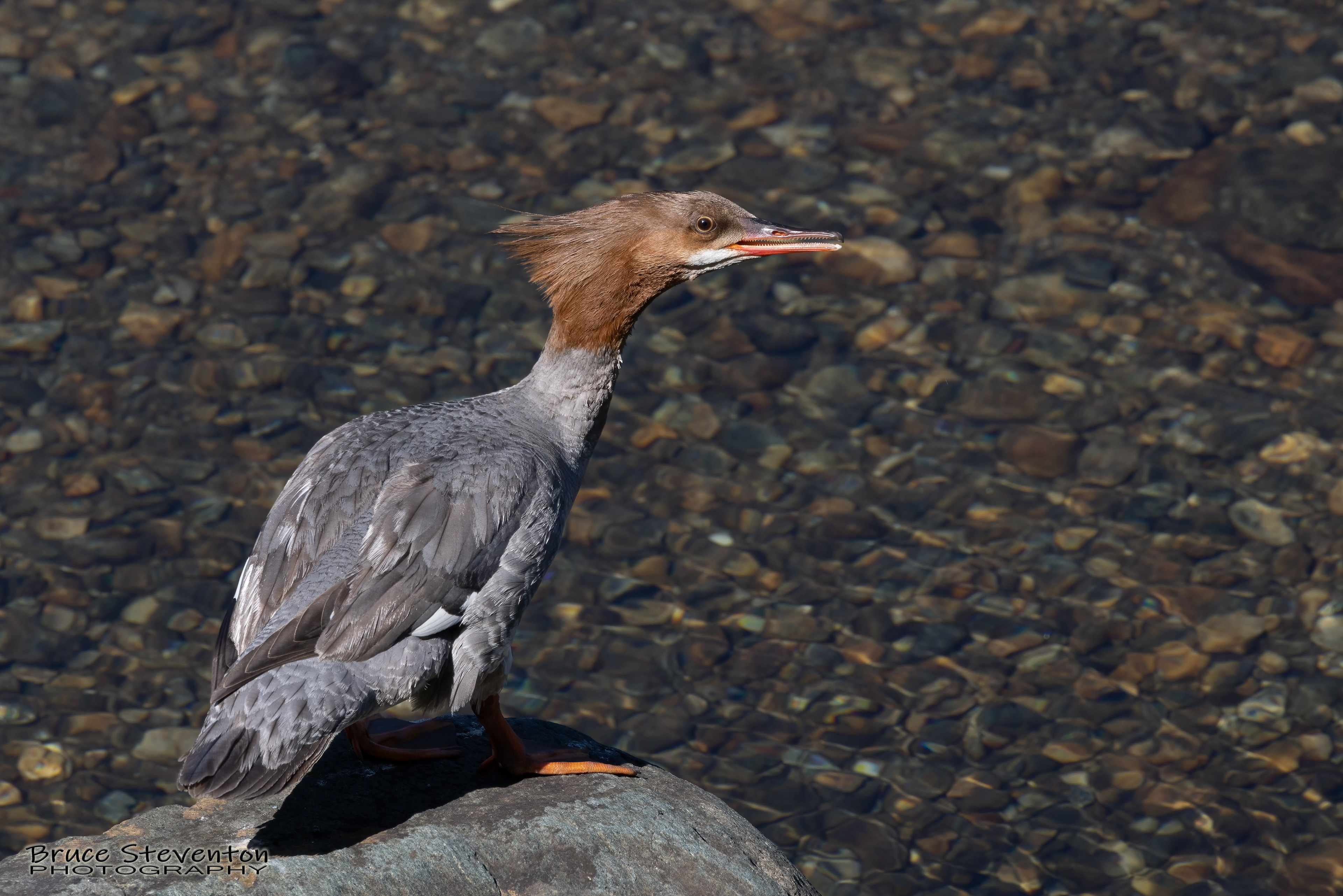 Merganser (F) - Rochester, VT