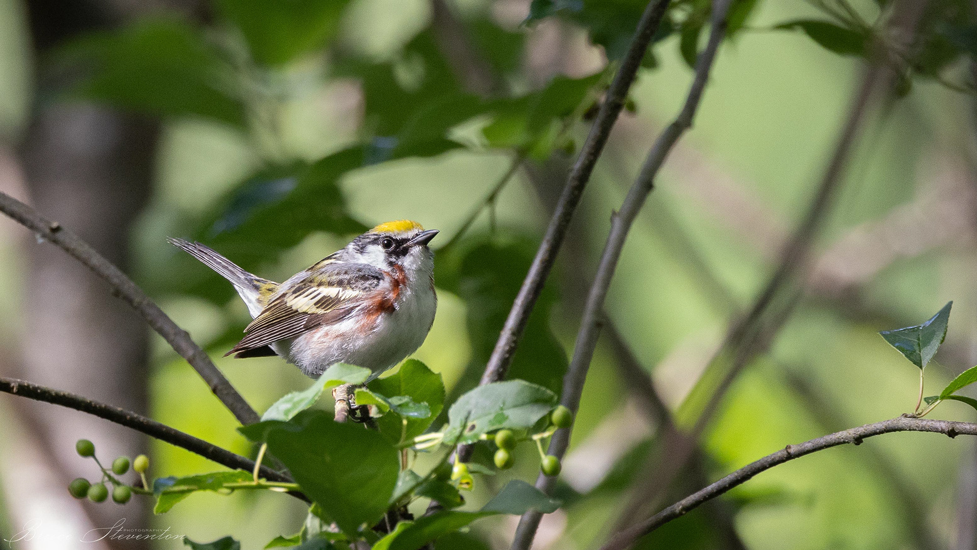 Chestnut-sided warbler