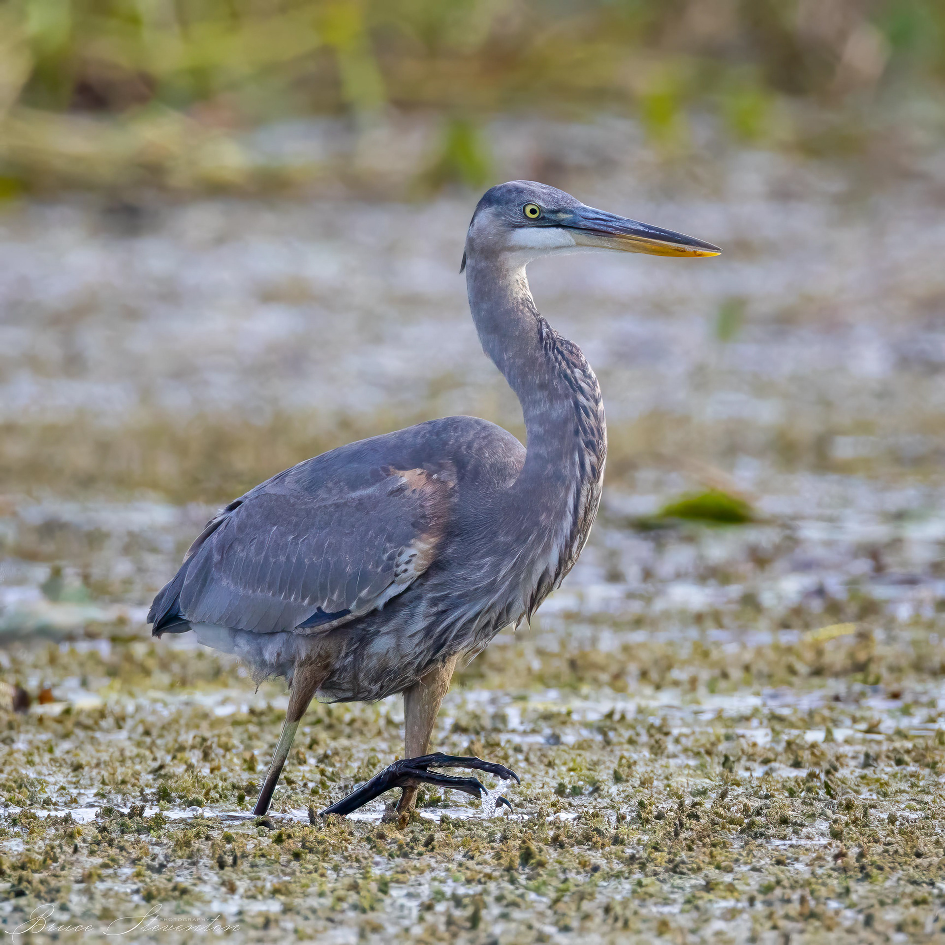 Great Blue Heron