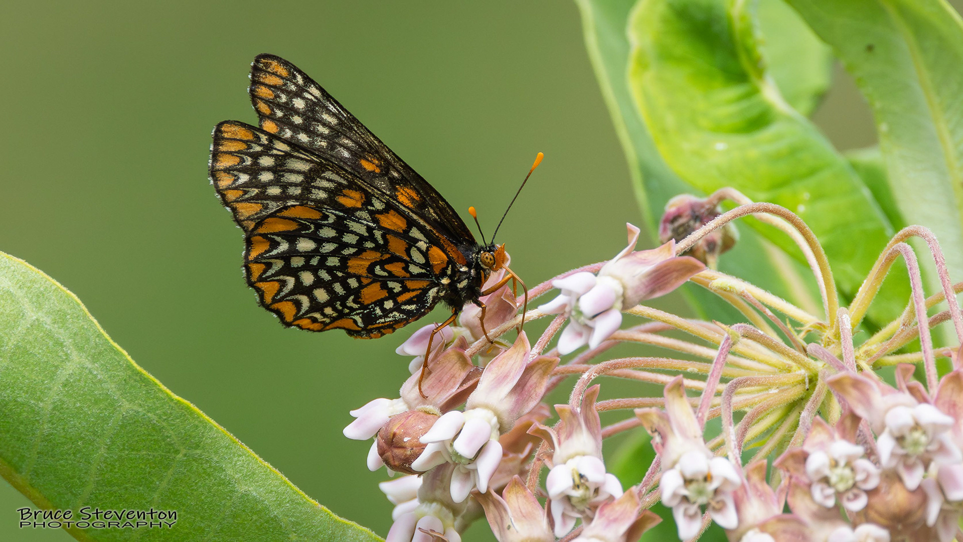 Baltimore Checkerspot