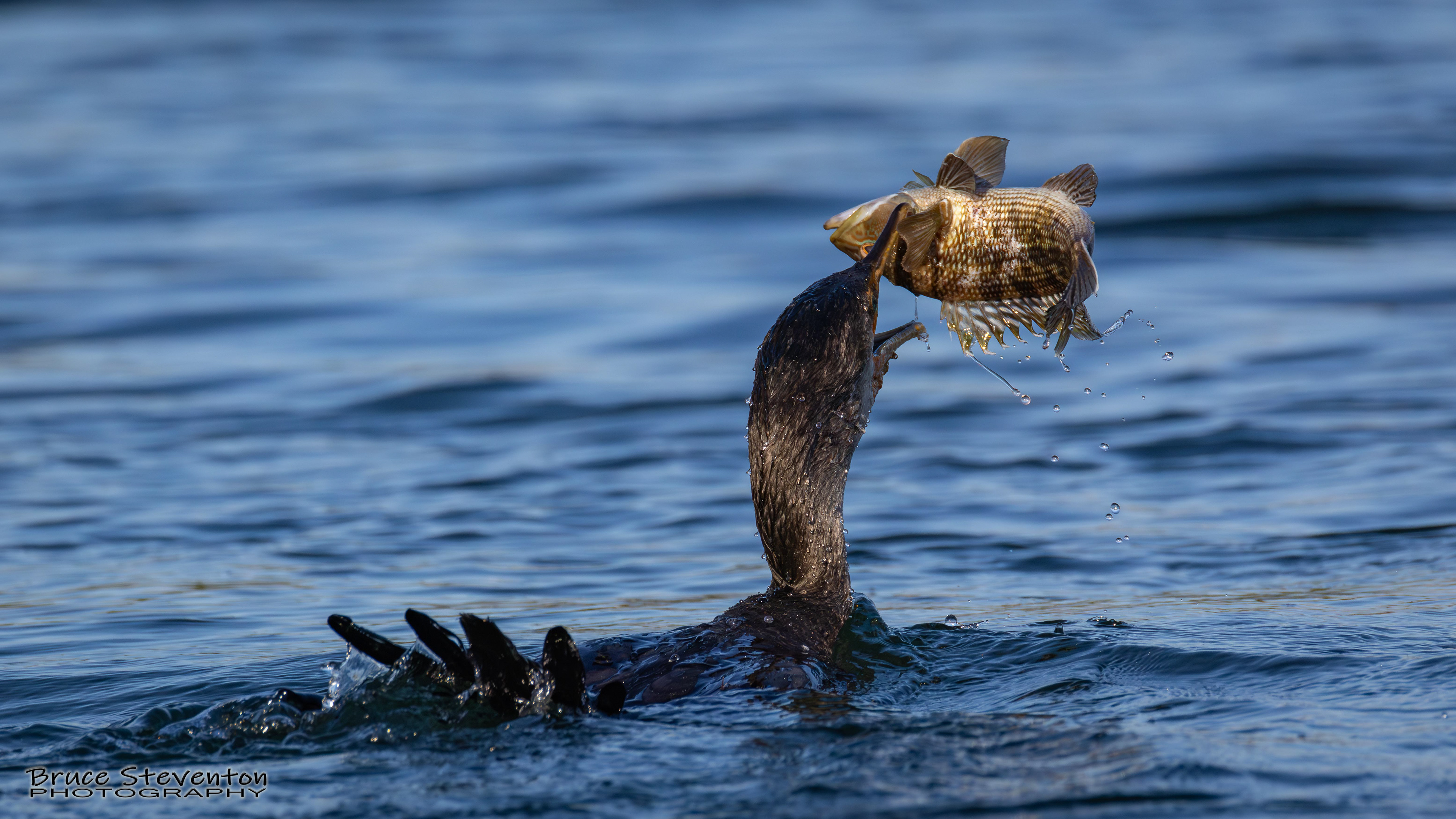 Double-crested Cormorant