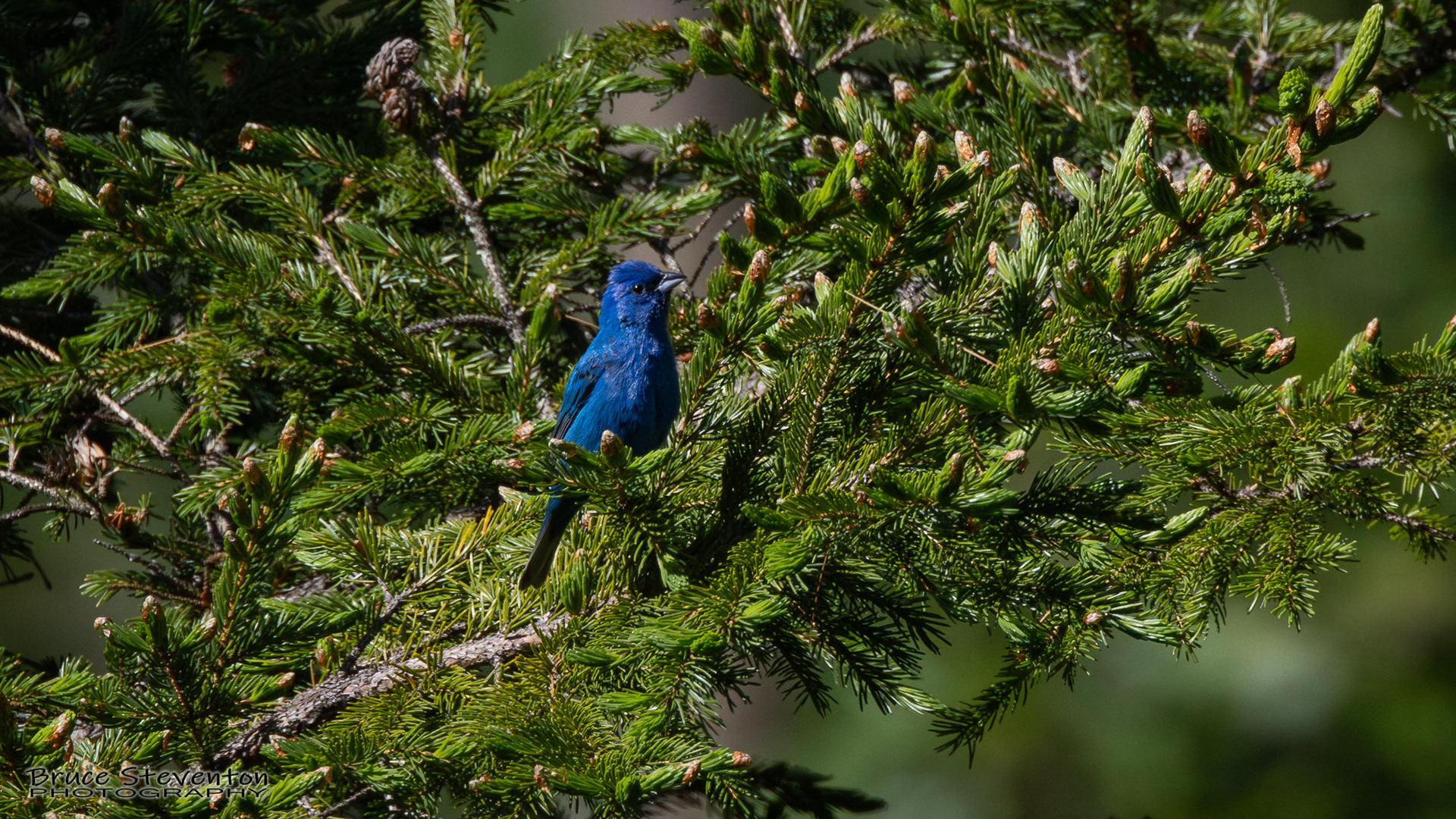 Indigo Bunting (M)