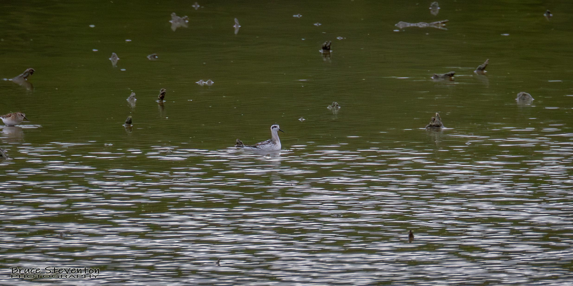 Red-necked Phalarope