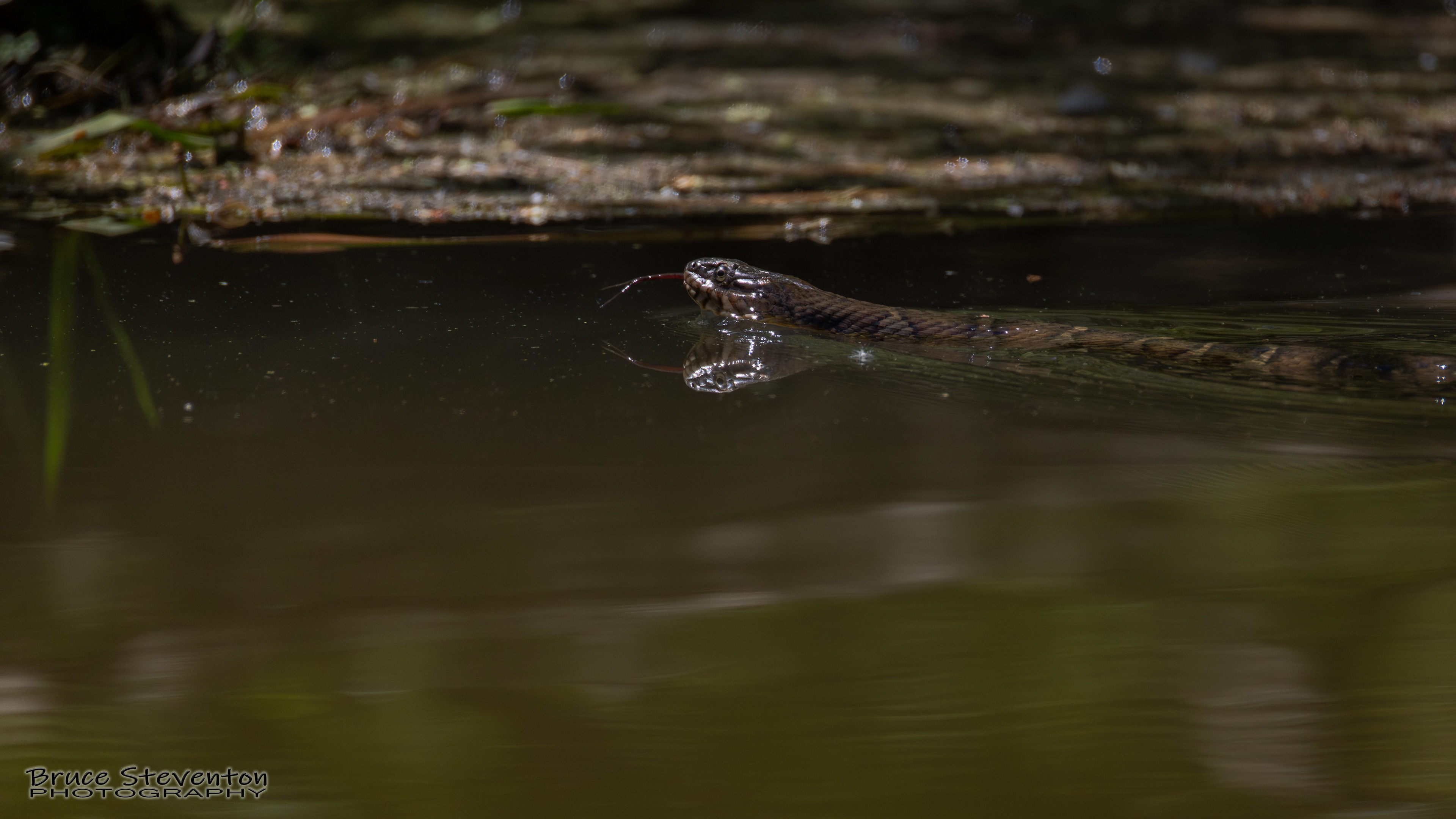 Common Water Snake