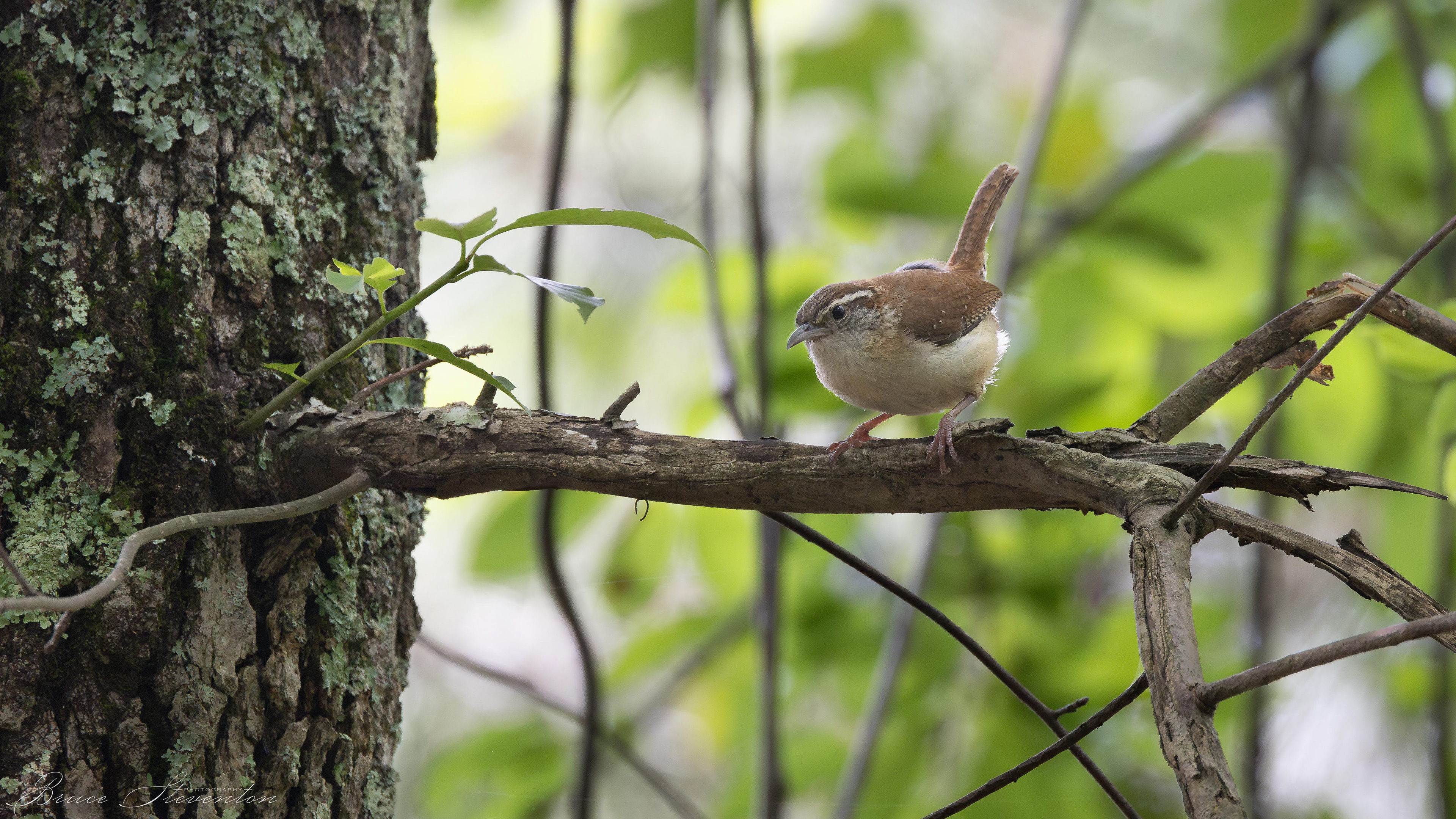 Carolina Wren