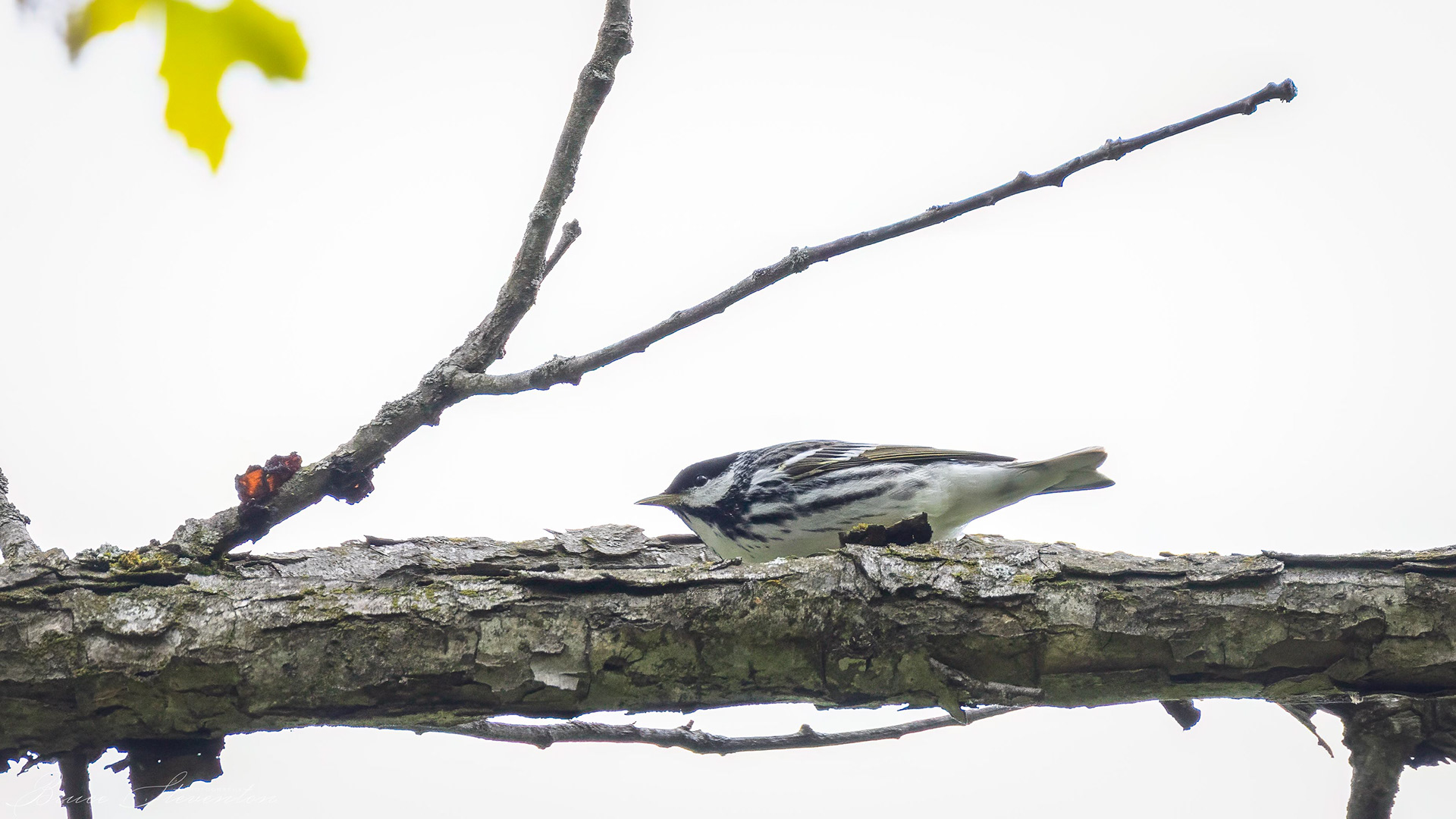 Blackpoll Warbler
