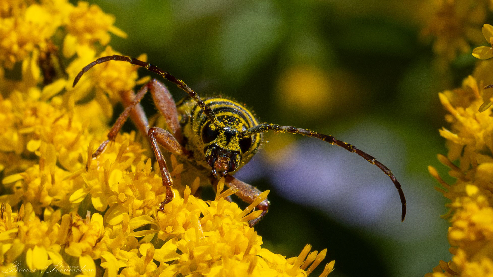 Locust Borer on Goldenrod