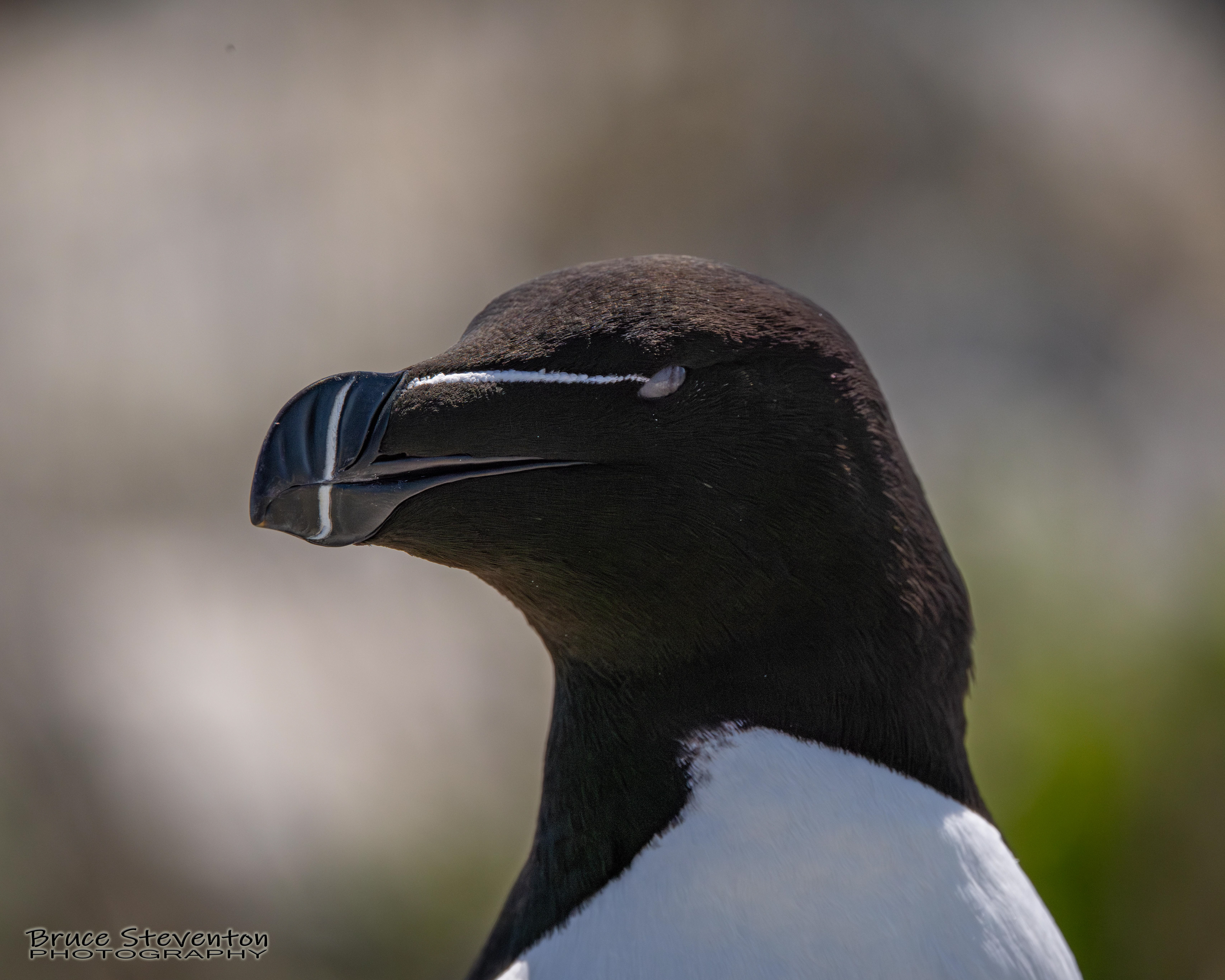 Razorbill