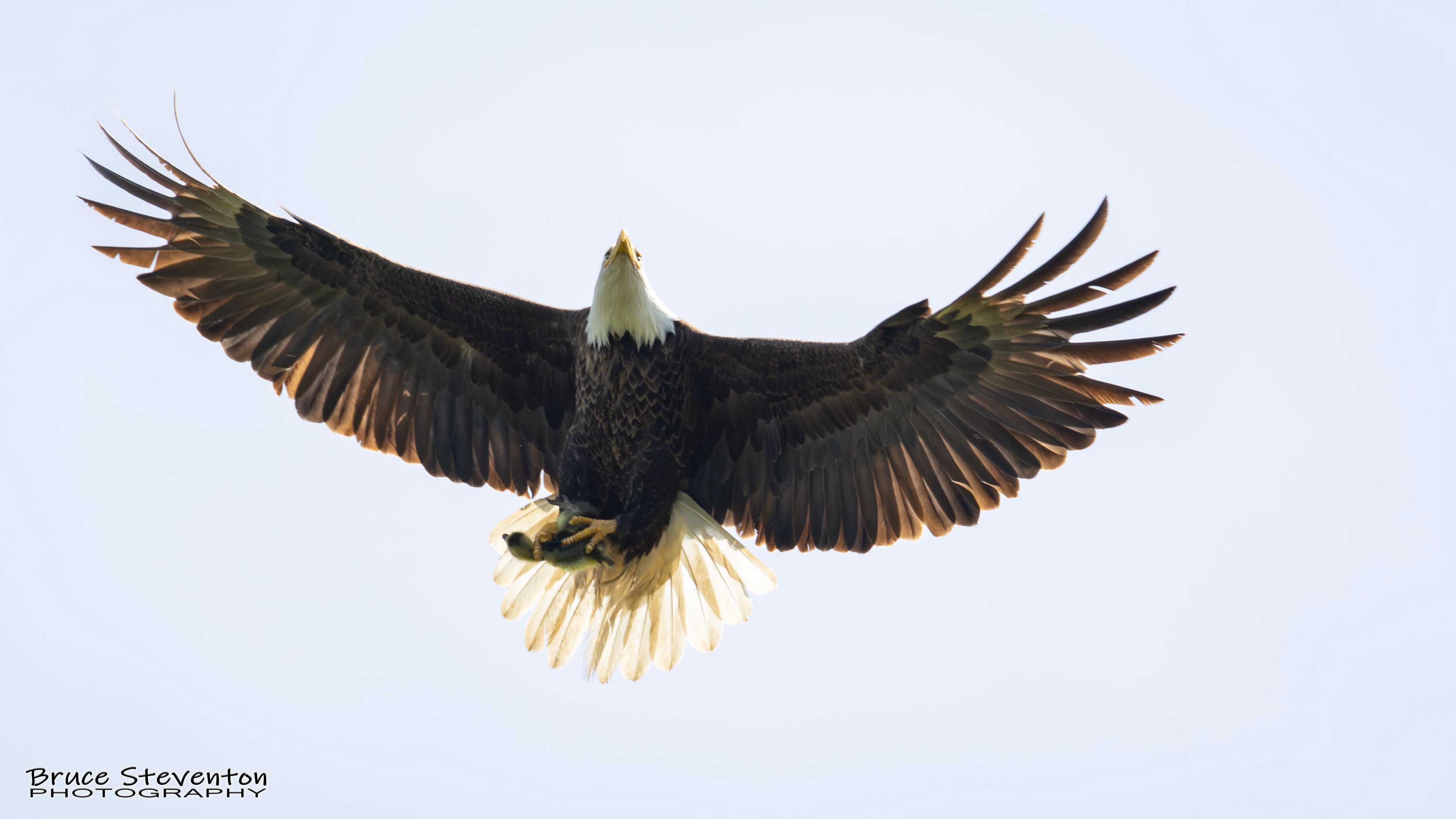 Bald Eagle