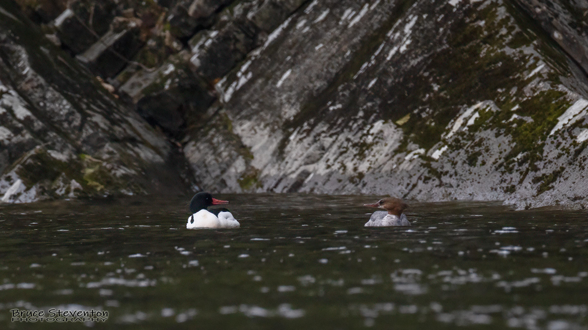 Common Merganser - Wilder, VT