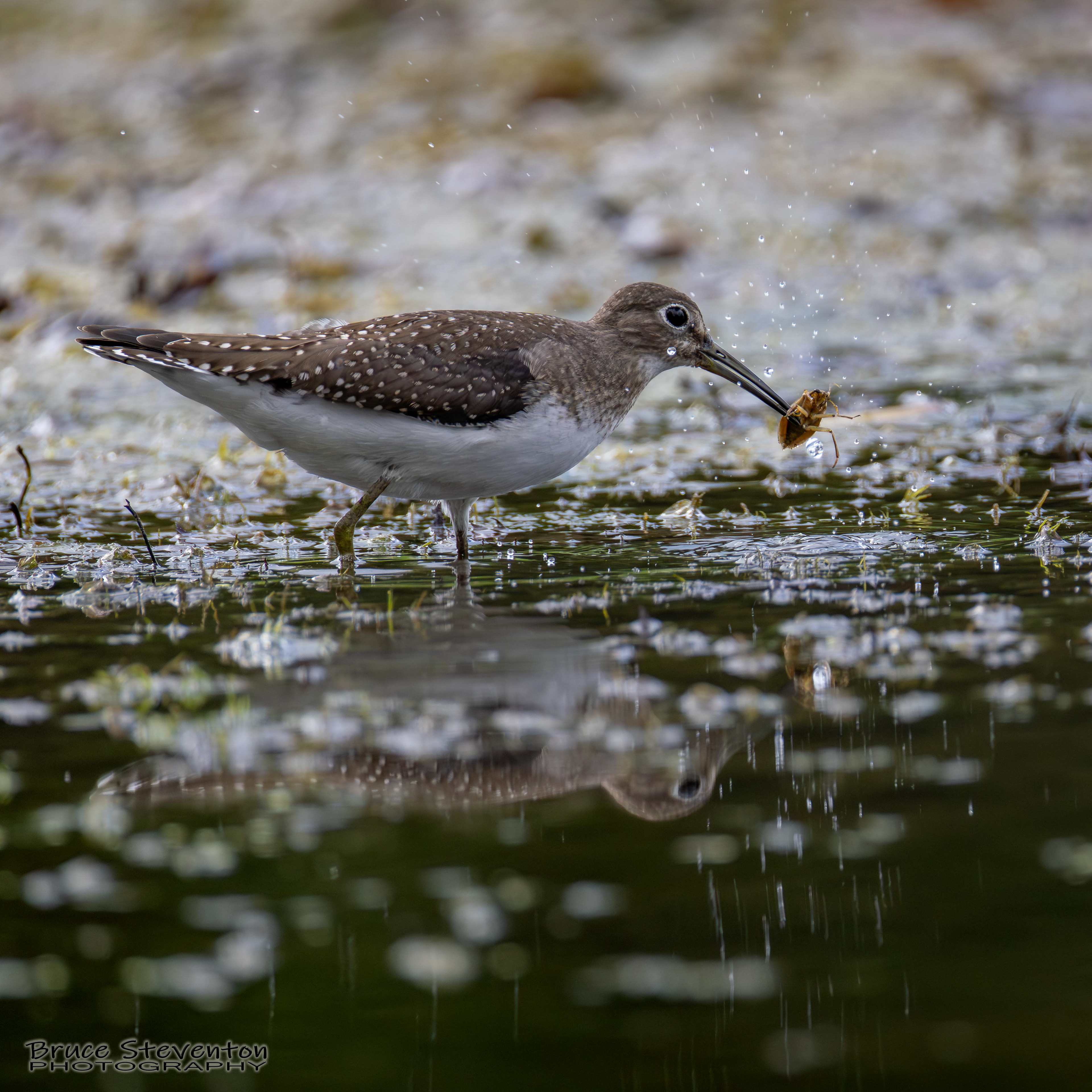 Solitary Sandpiper