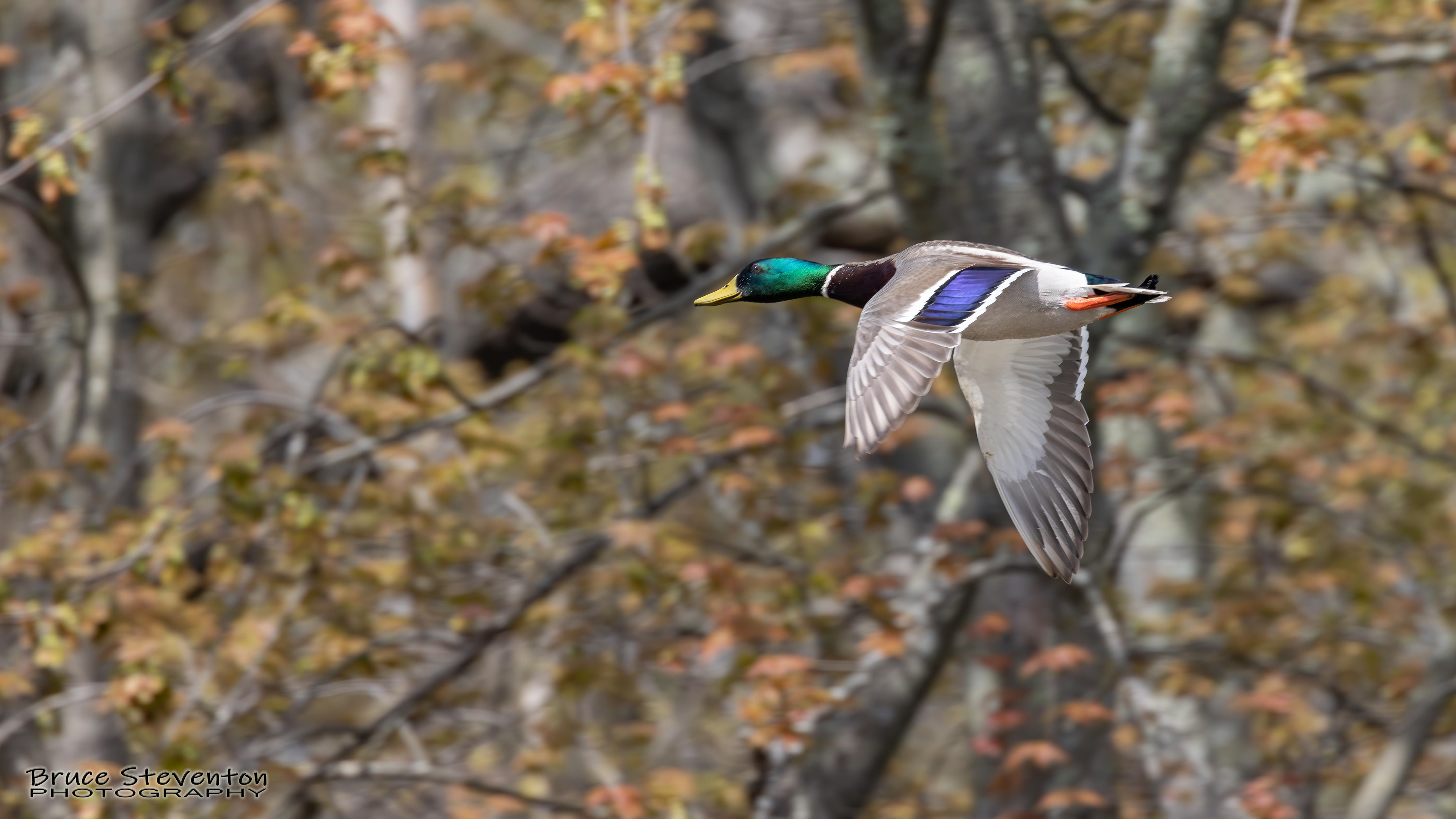 Mallard - Stockbridge, VT