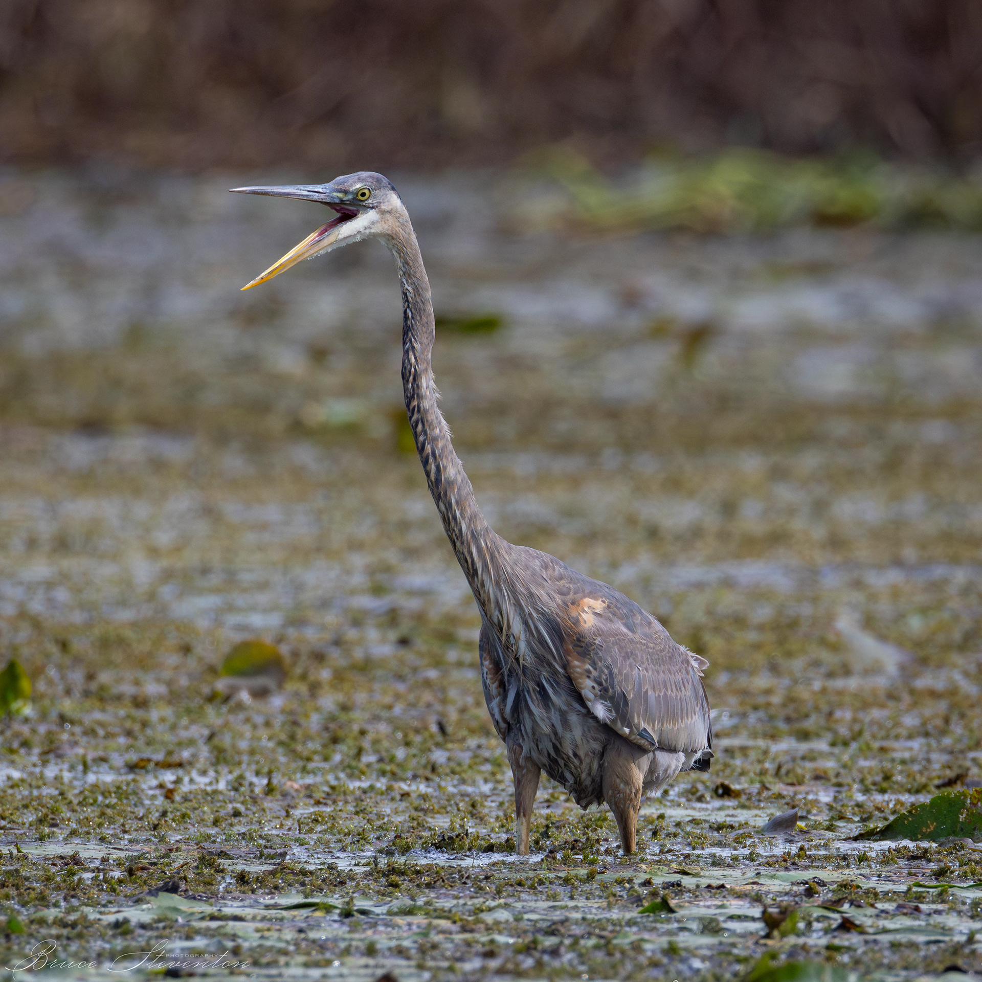 Great Blue Heron