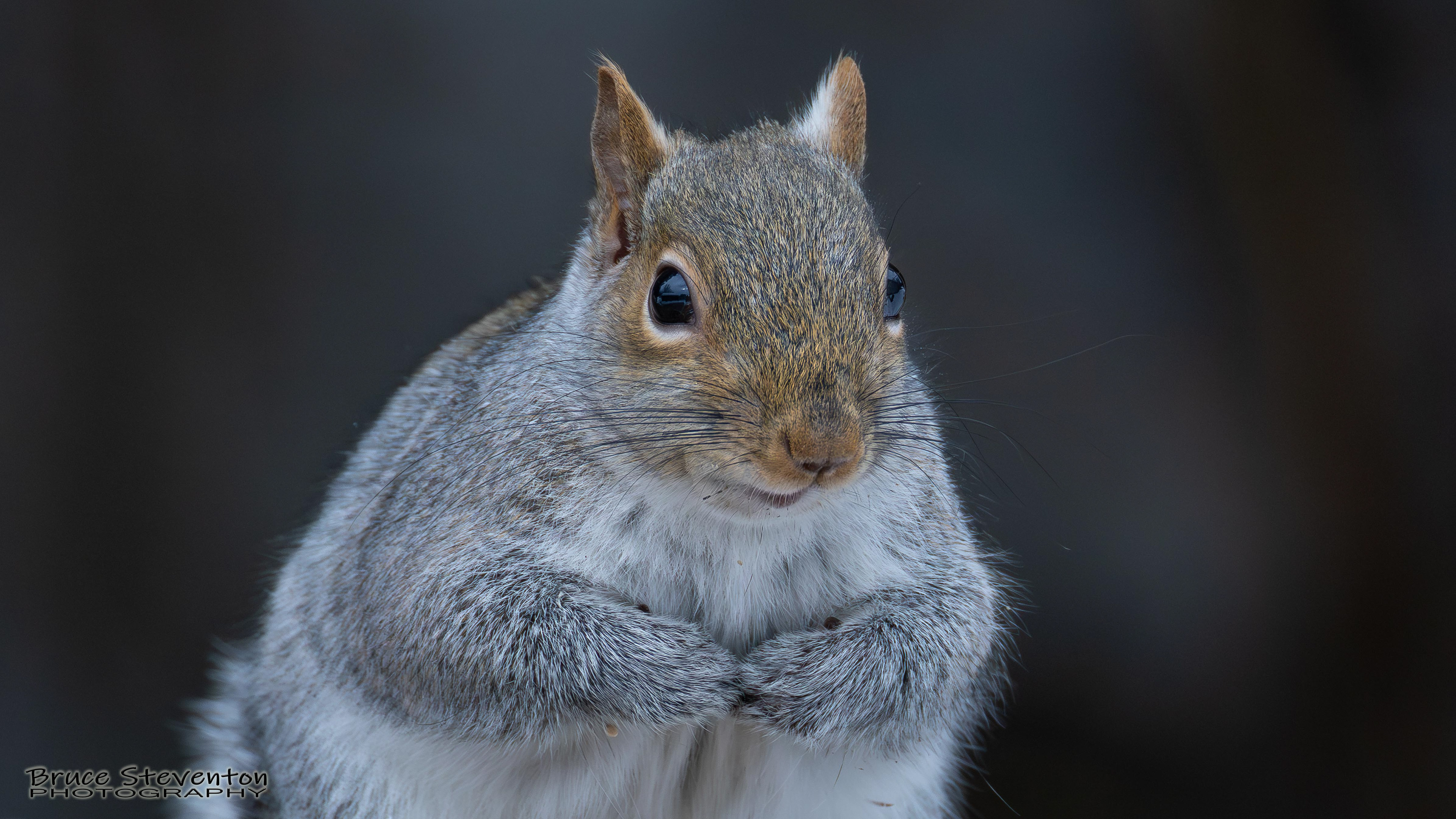 Gray Squirrel