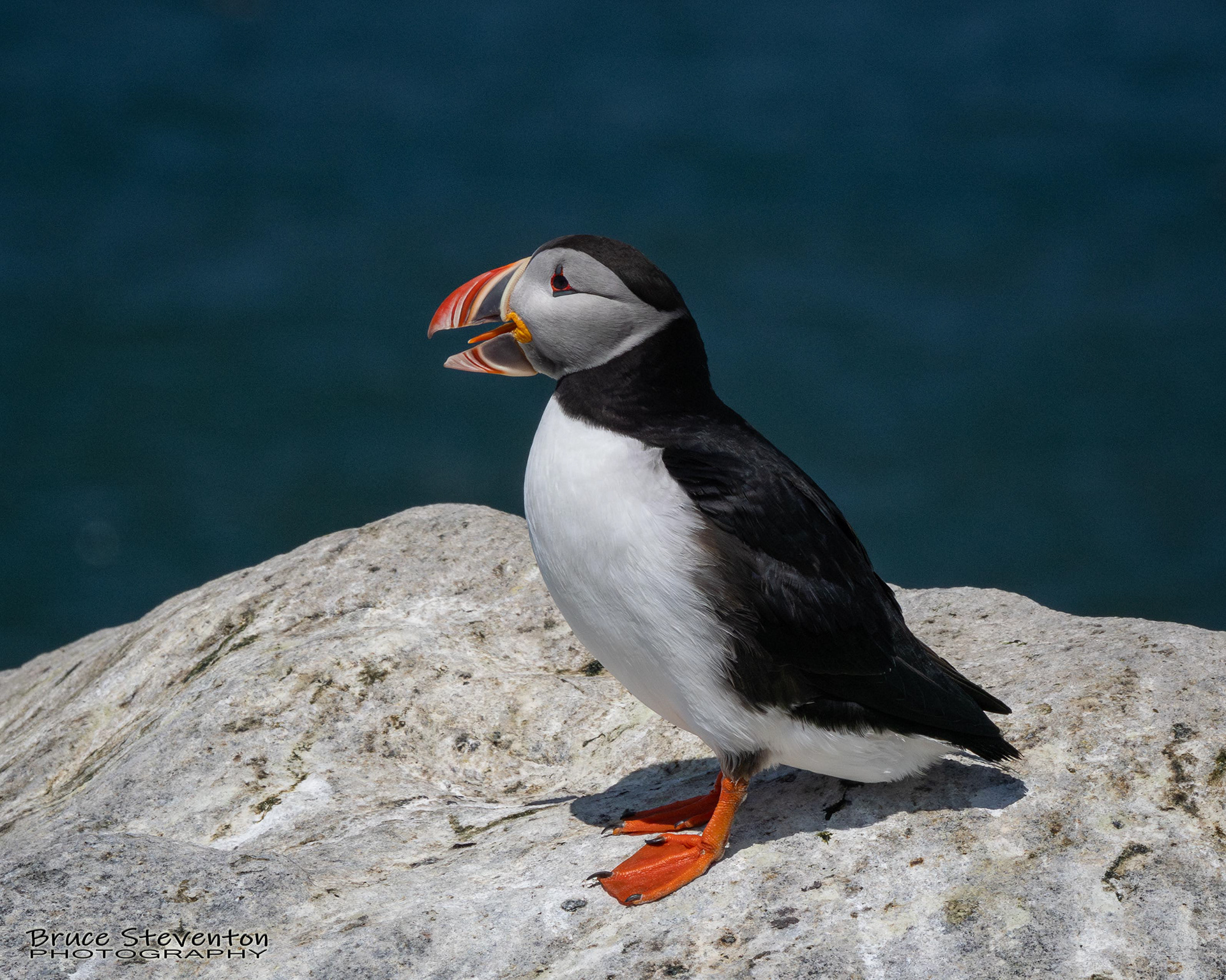 Atlantic Puffin