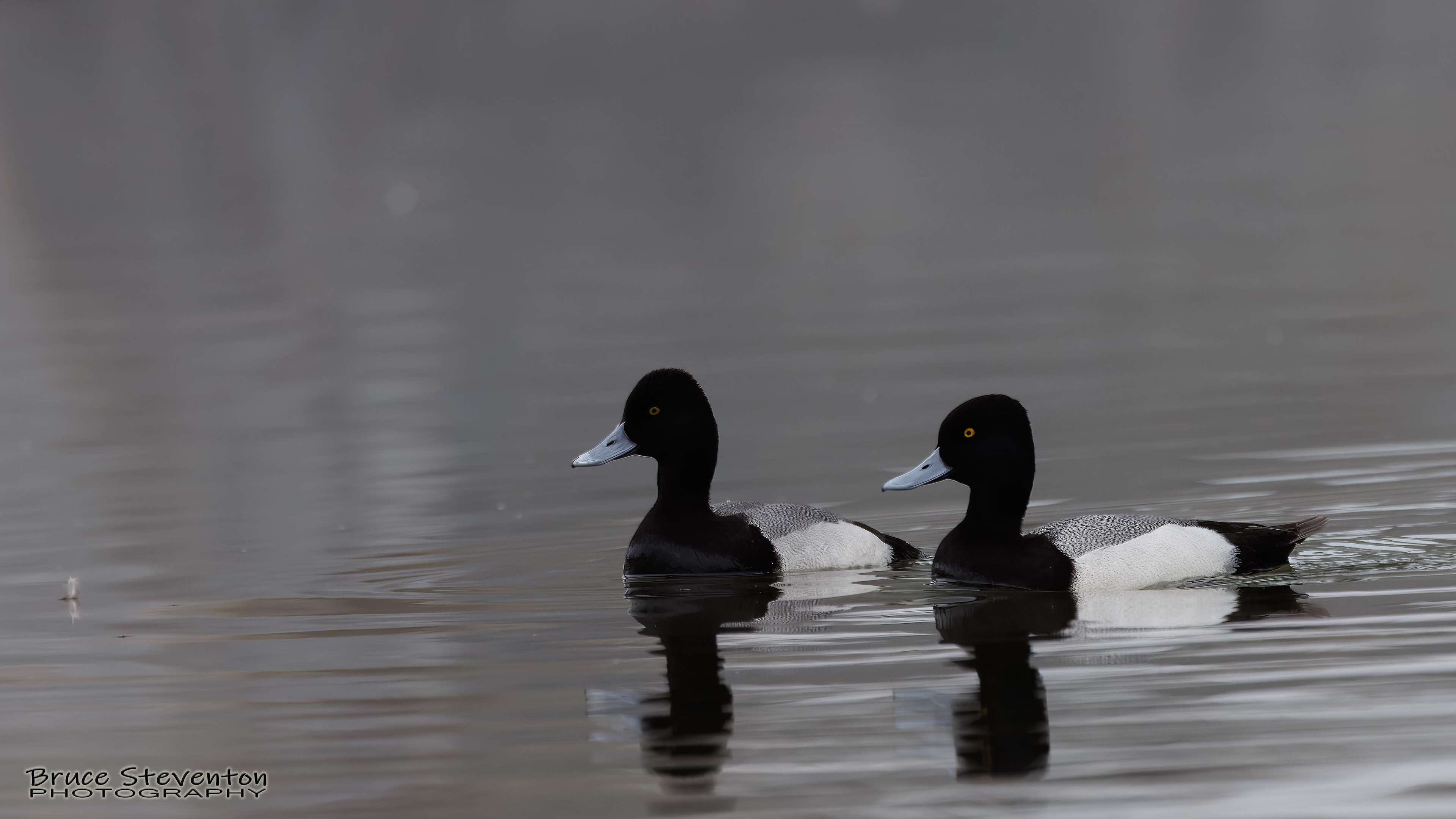 Greater Scaup - Addison, VT