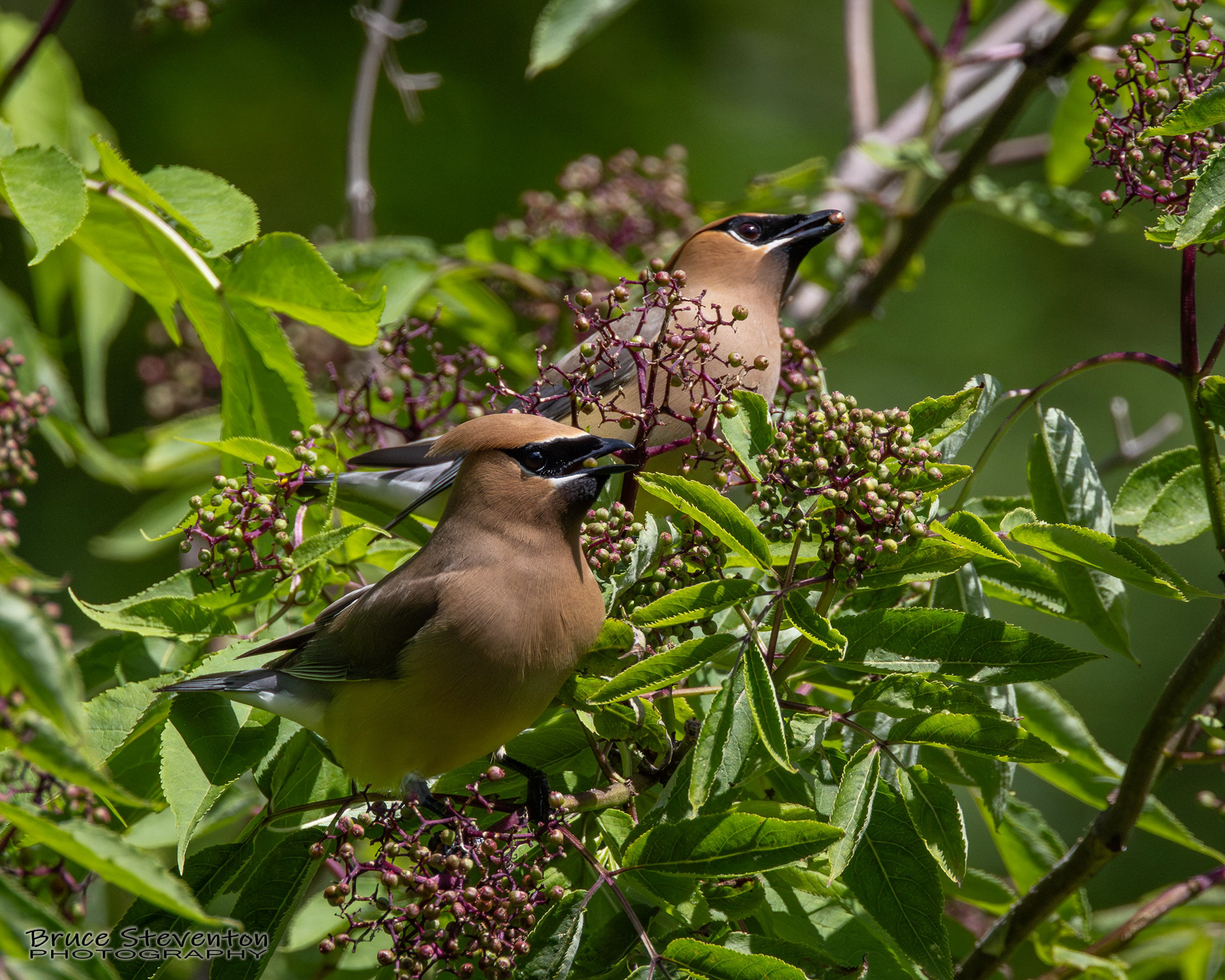 Cedar Waxwing