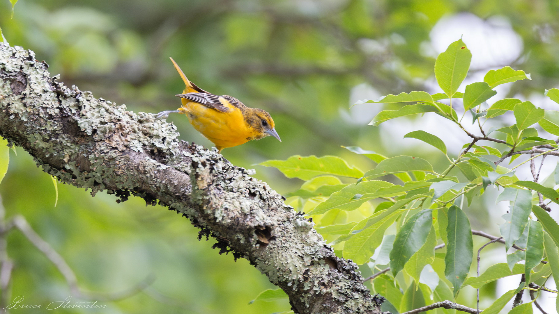 Baltimore Oriole (F)