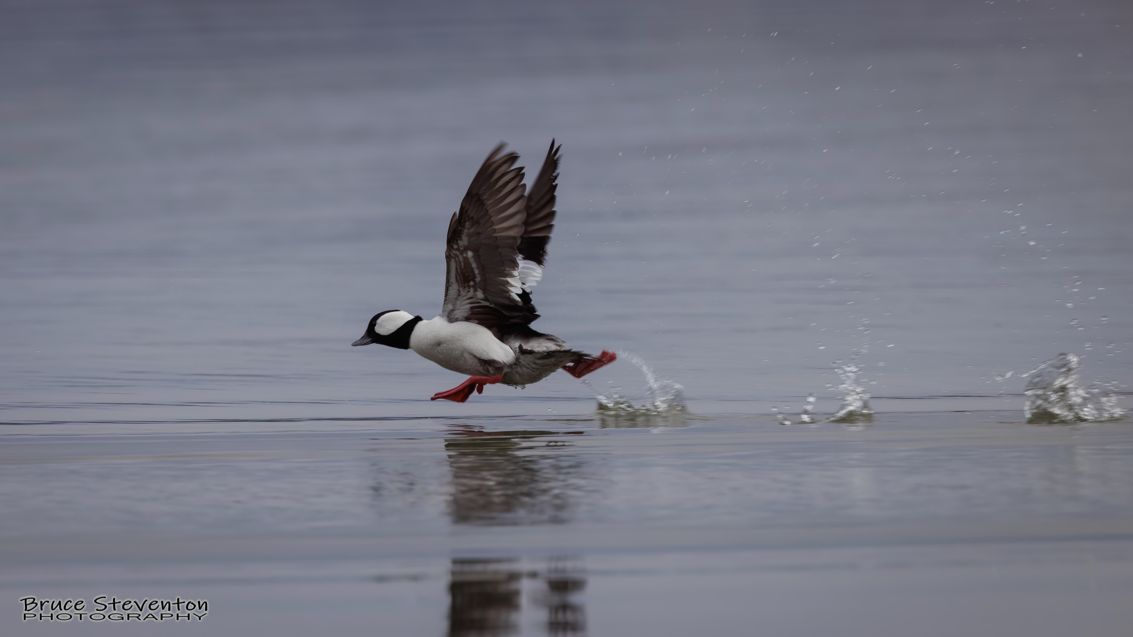 Bufflehead (M) - Addison, VT