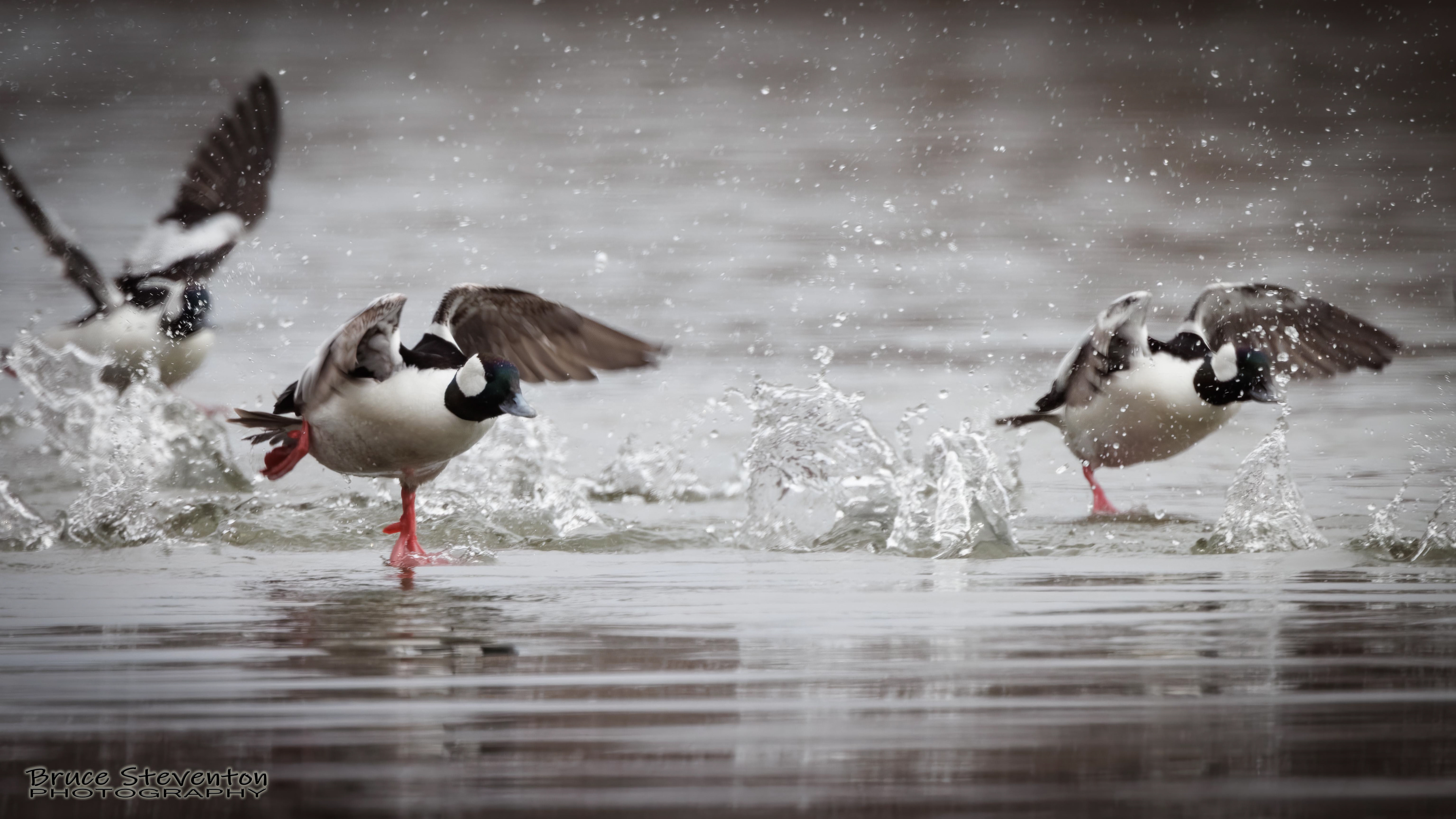 Bufflehead (M) - Addison, VT