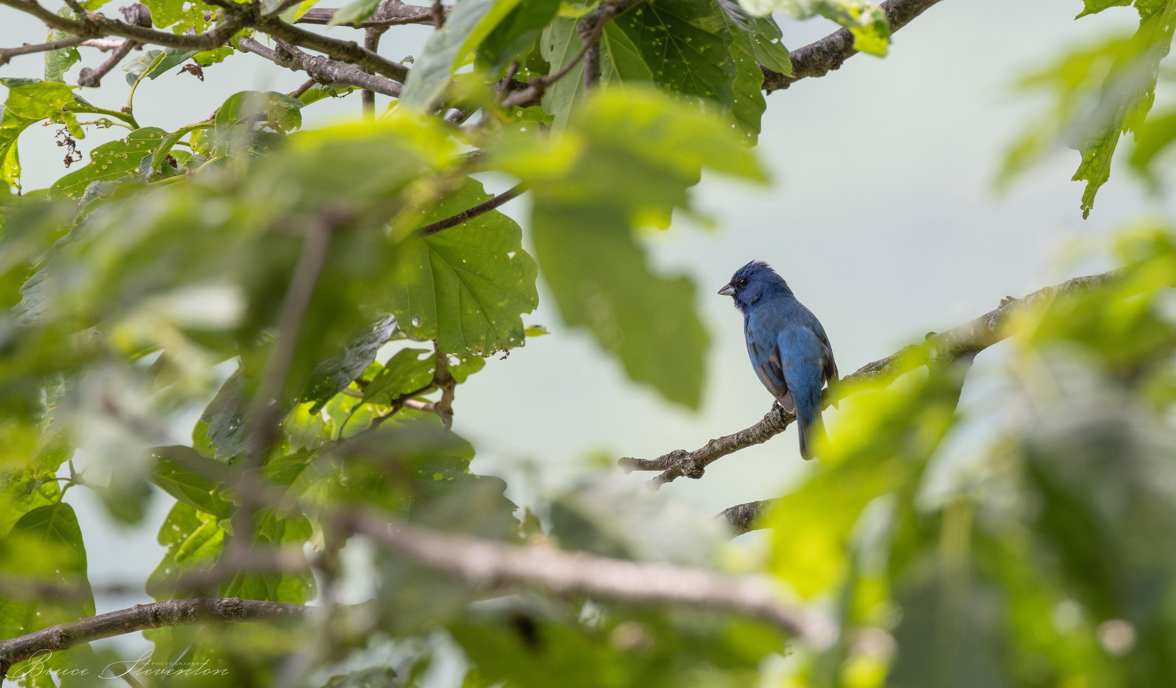 Indigo Bunting (M) - Bartlett Mt
