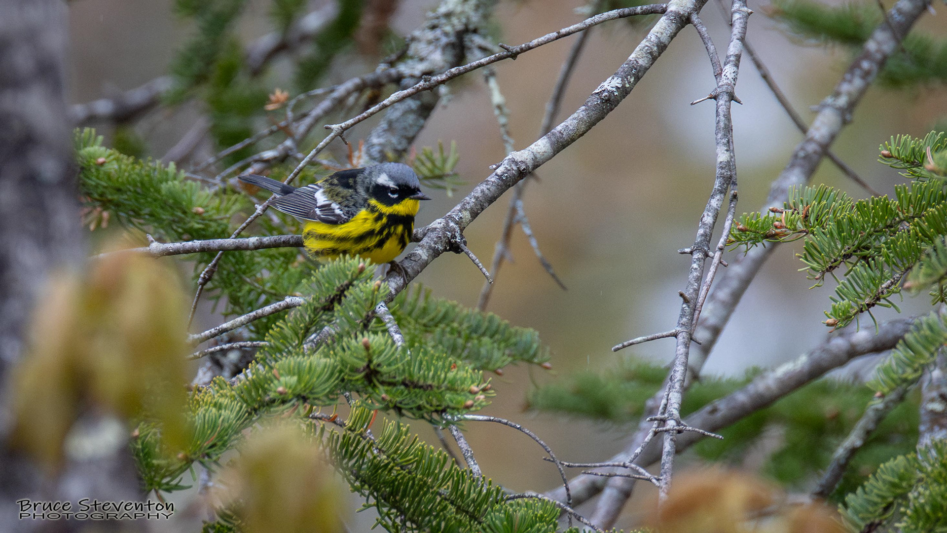 Magnolia Warbler