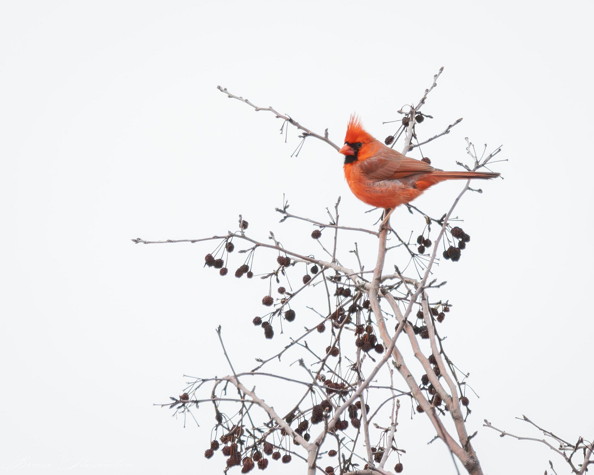 Northern Cardinal - Male