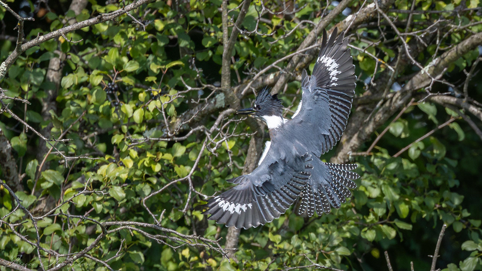 Belted Kingfisher