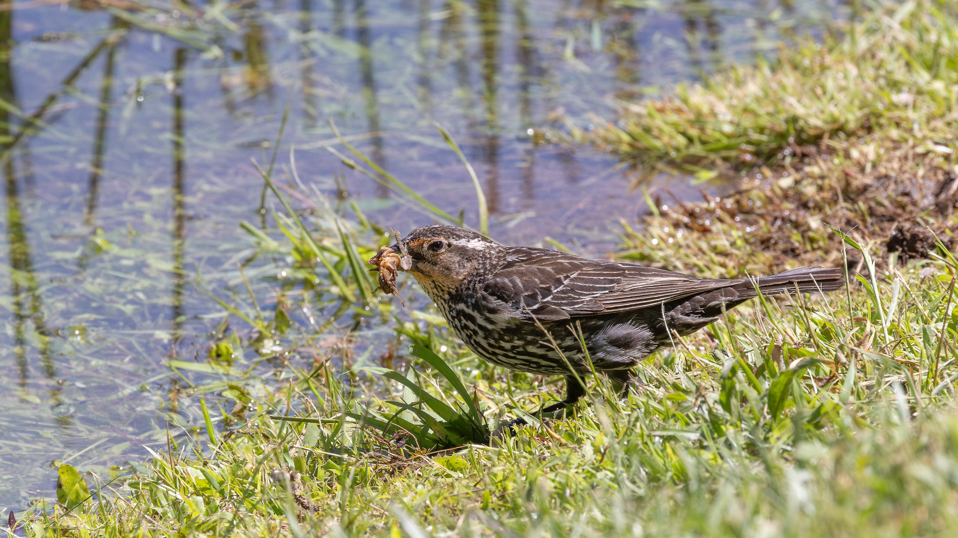 Blackbird (F) - Charles D Owen Park