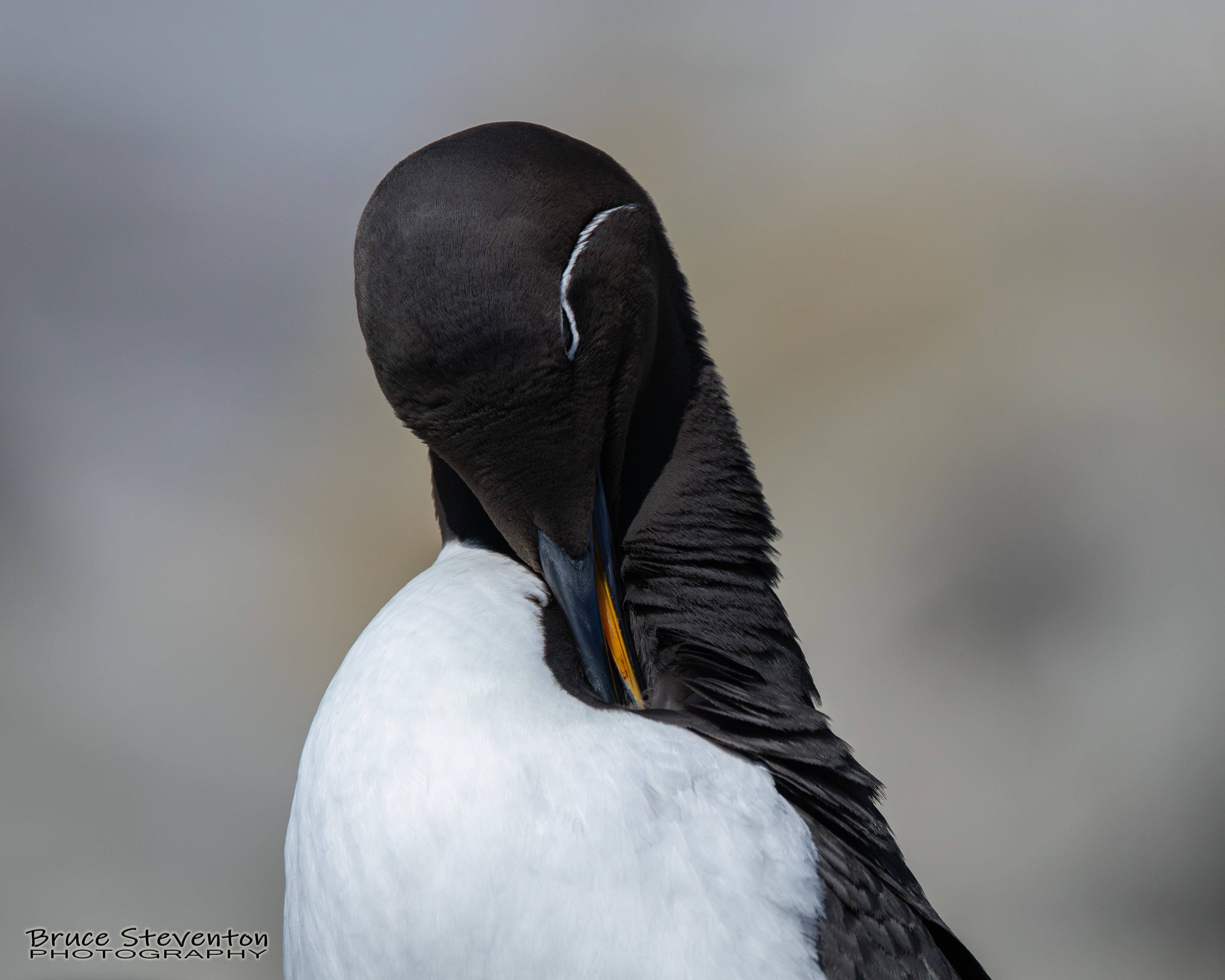 Common Murre