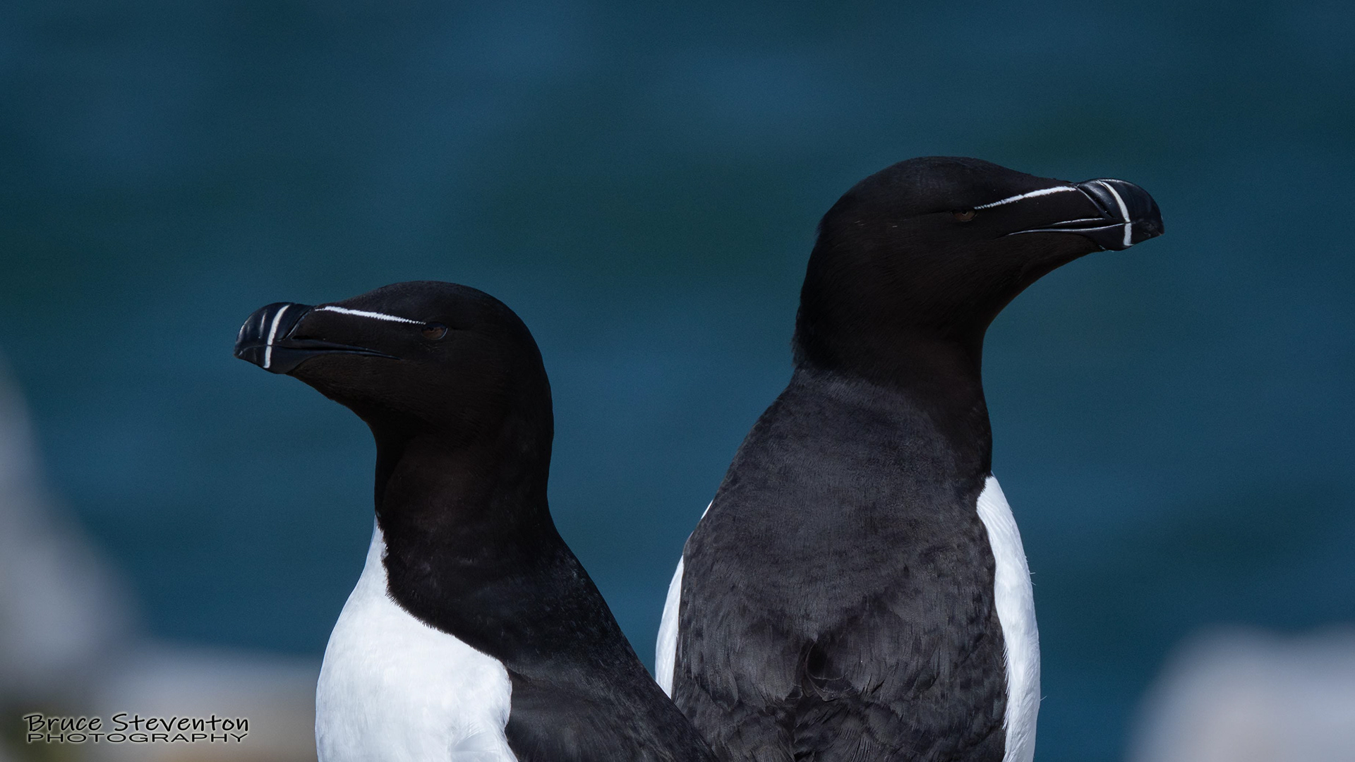 Razorbill