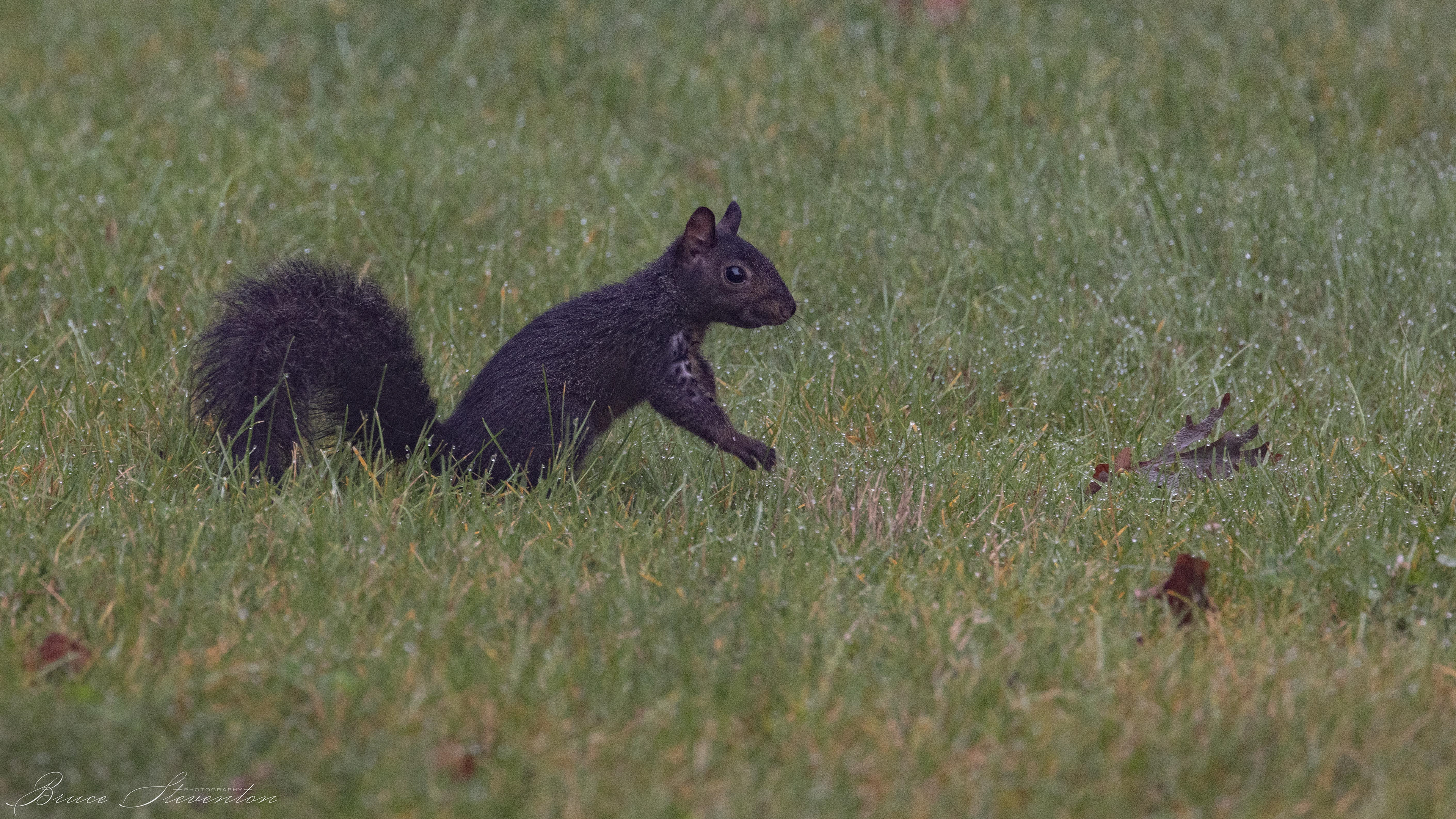 Black Squirrel