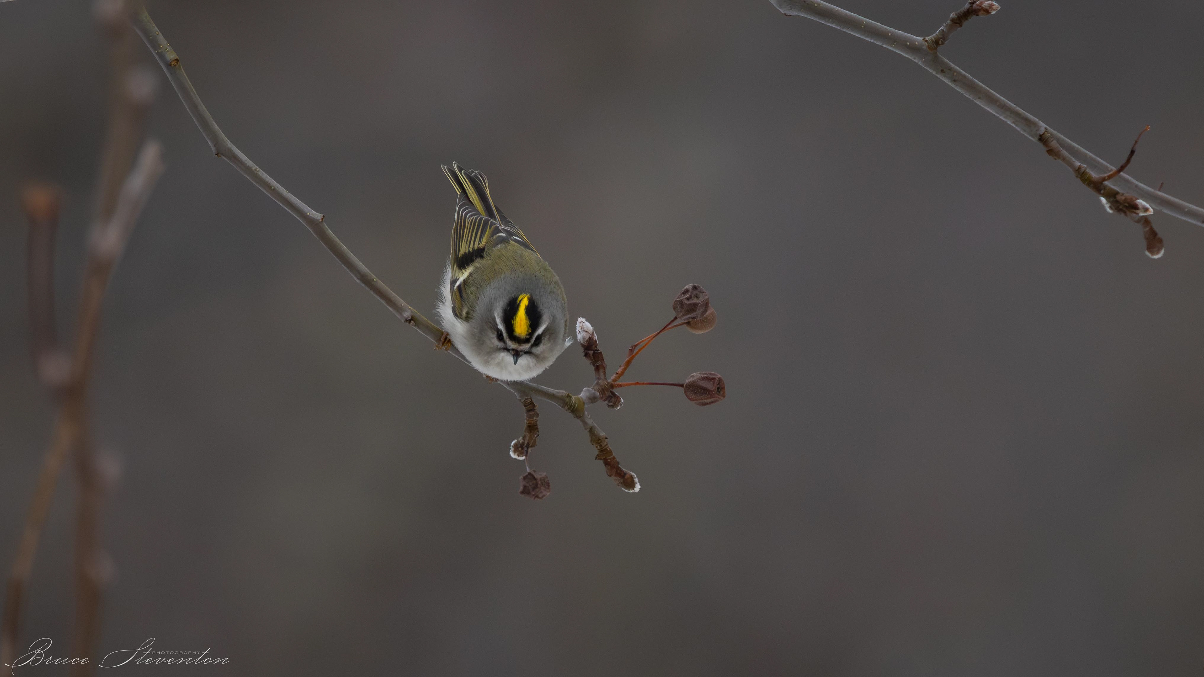 Once he saw it was only small dried pears, he flew off to rejoin a small flock of chickadees.