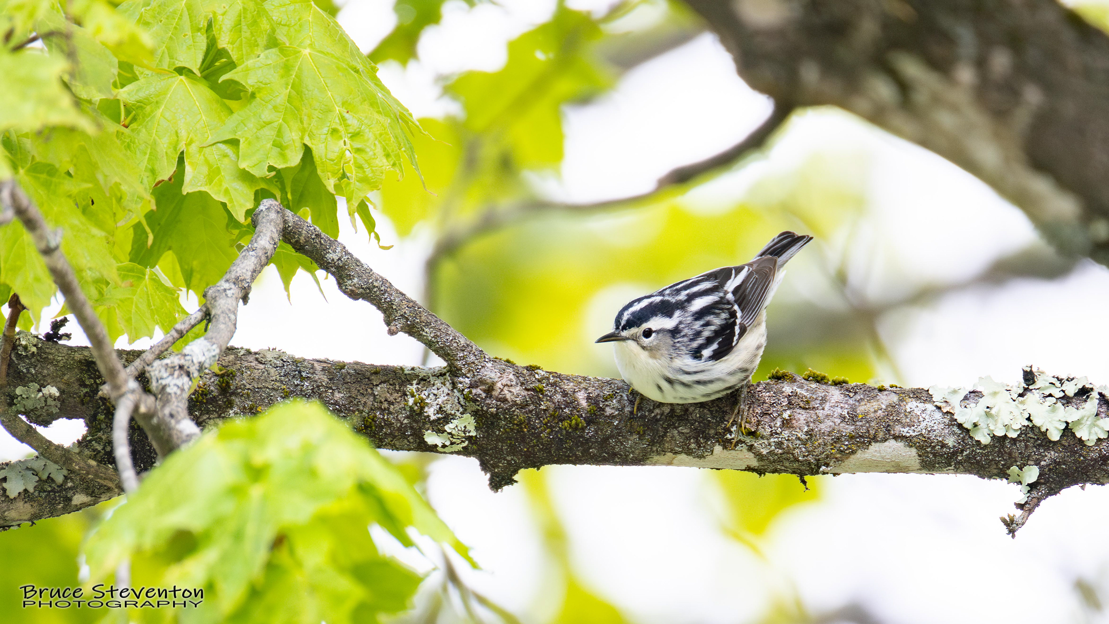 Black and White Warbler