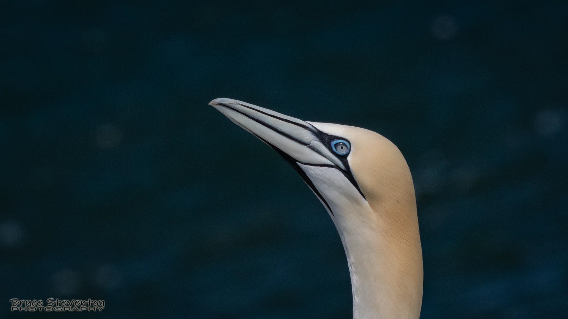 Northern Gannet