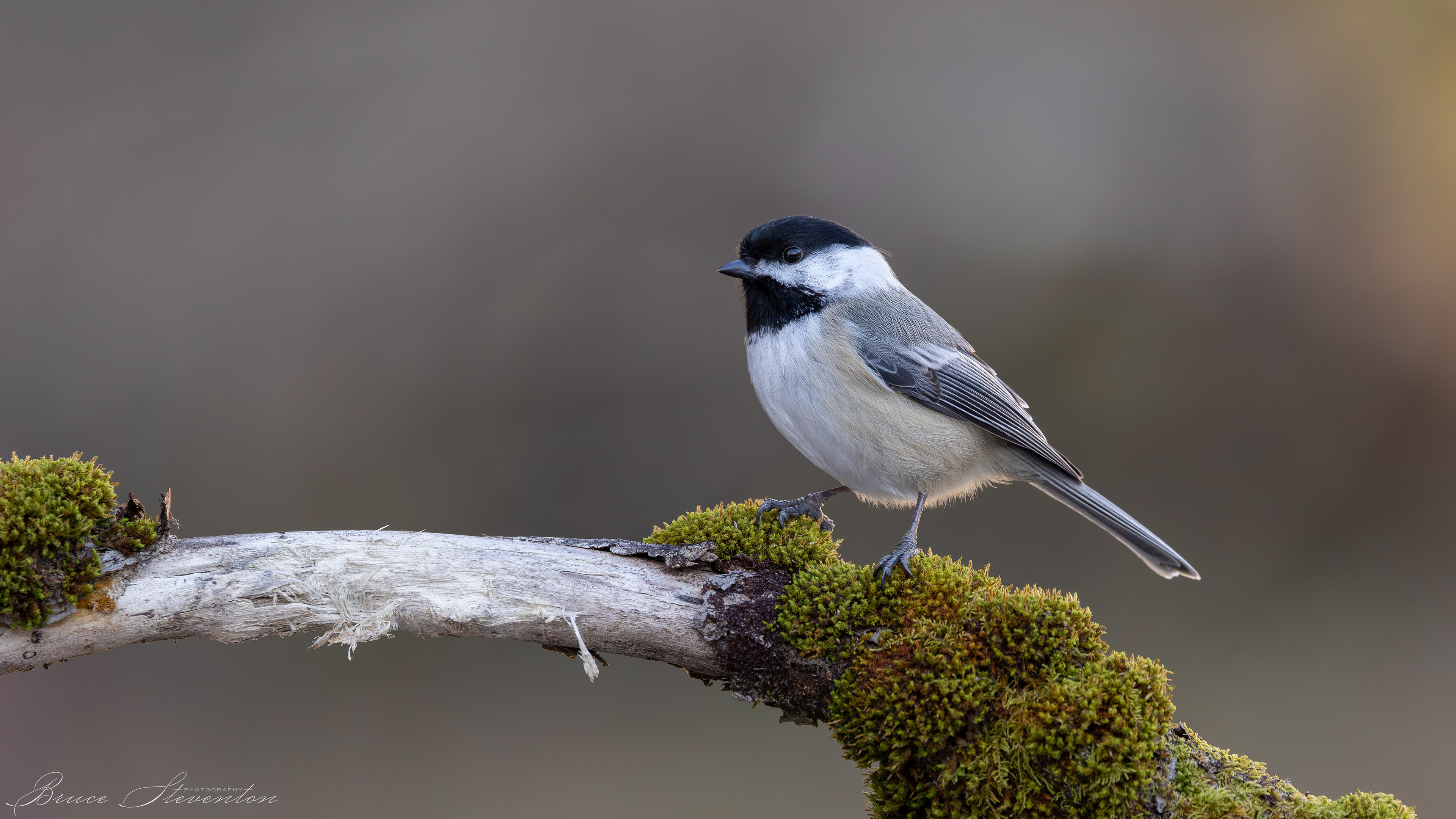 Black-capped Chickadee