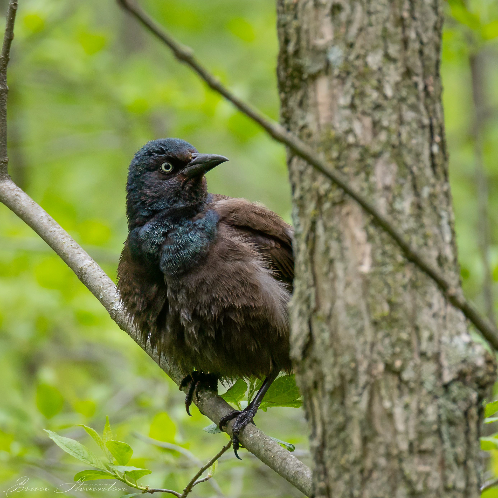 Common Grackle