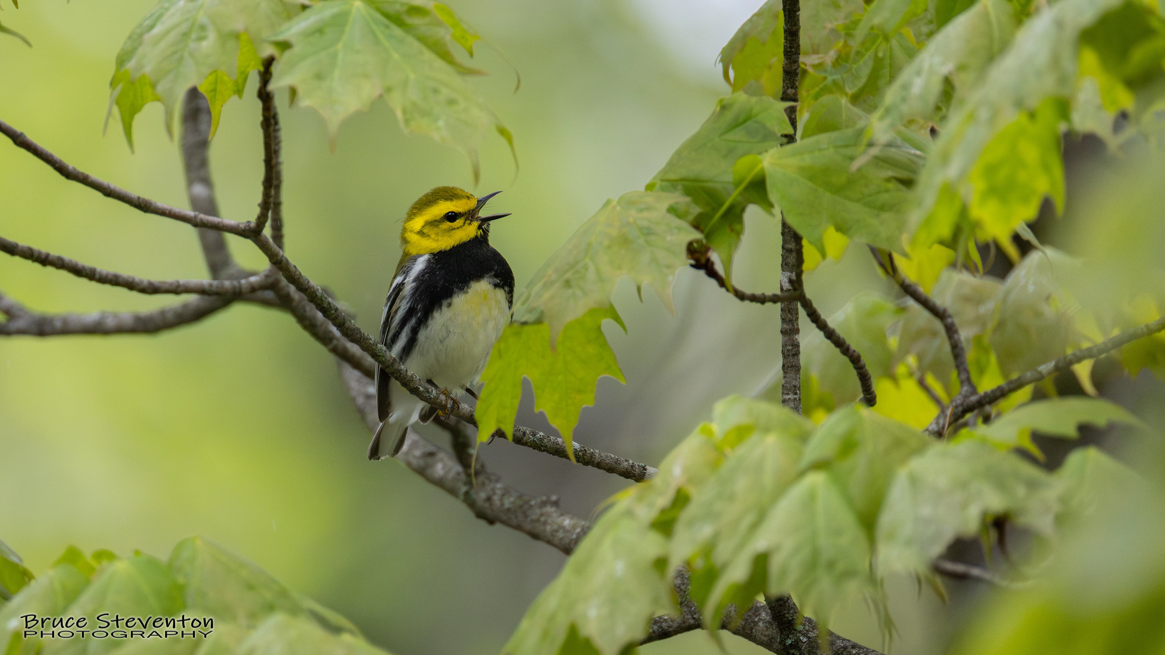 Black-throated Green Warbler