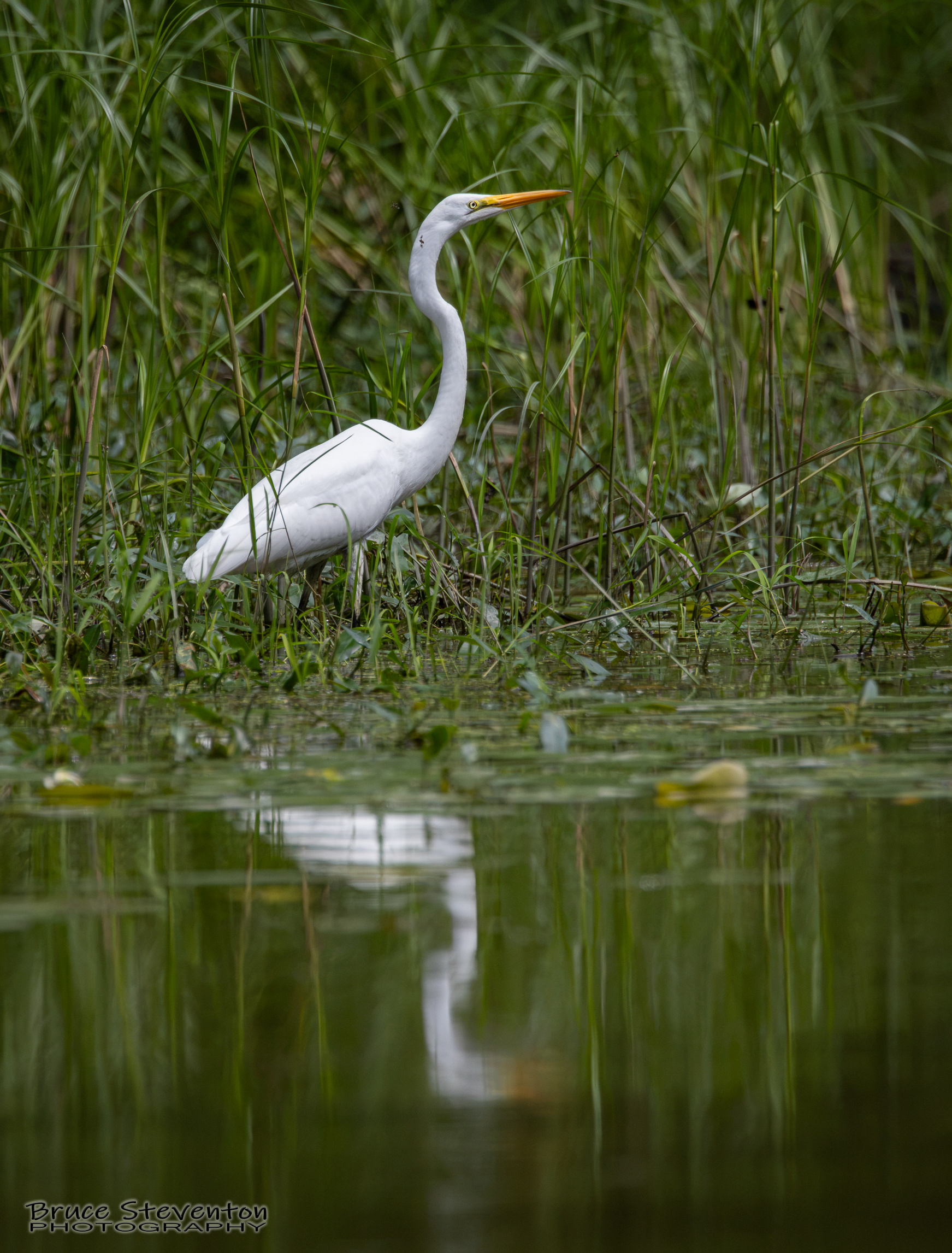 Great Egret