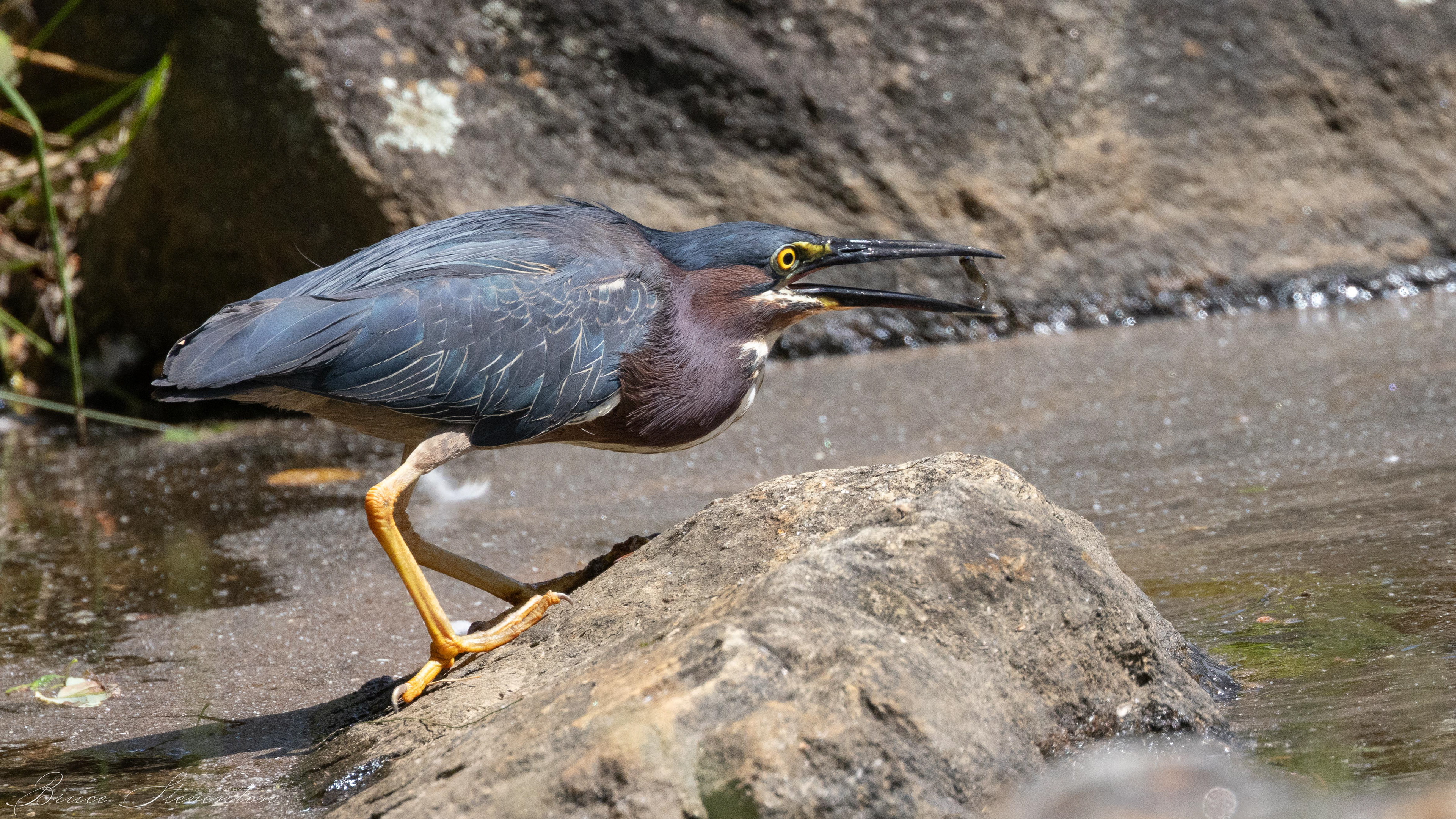 Green Heron - Lake Tomahawk