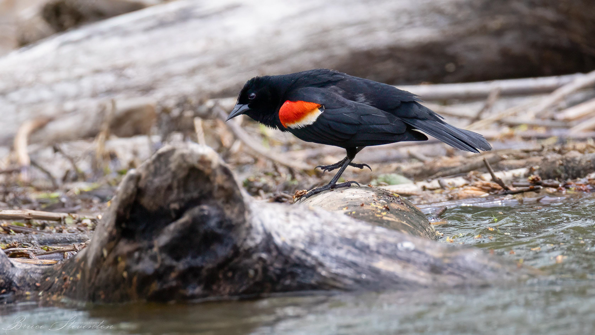 Red-winged Blackbird (M)