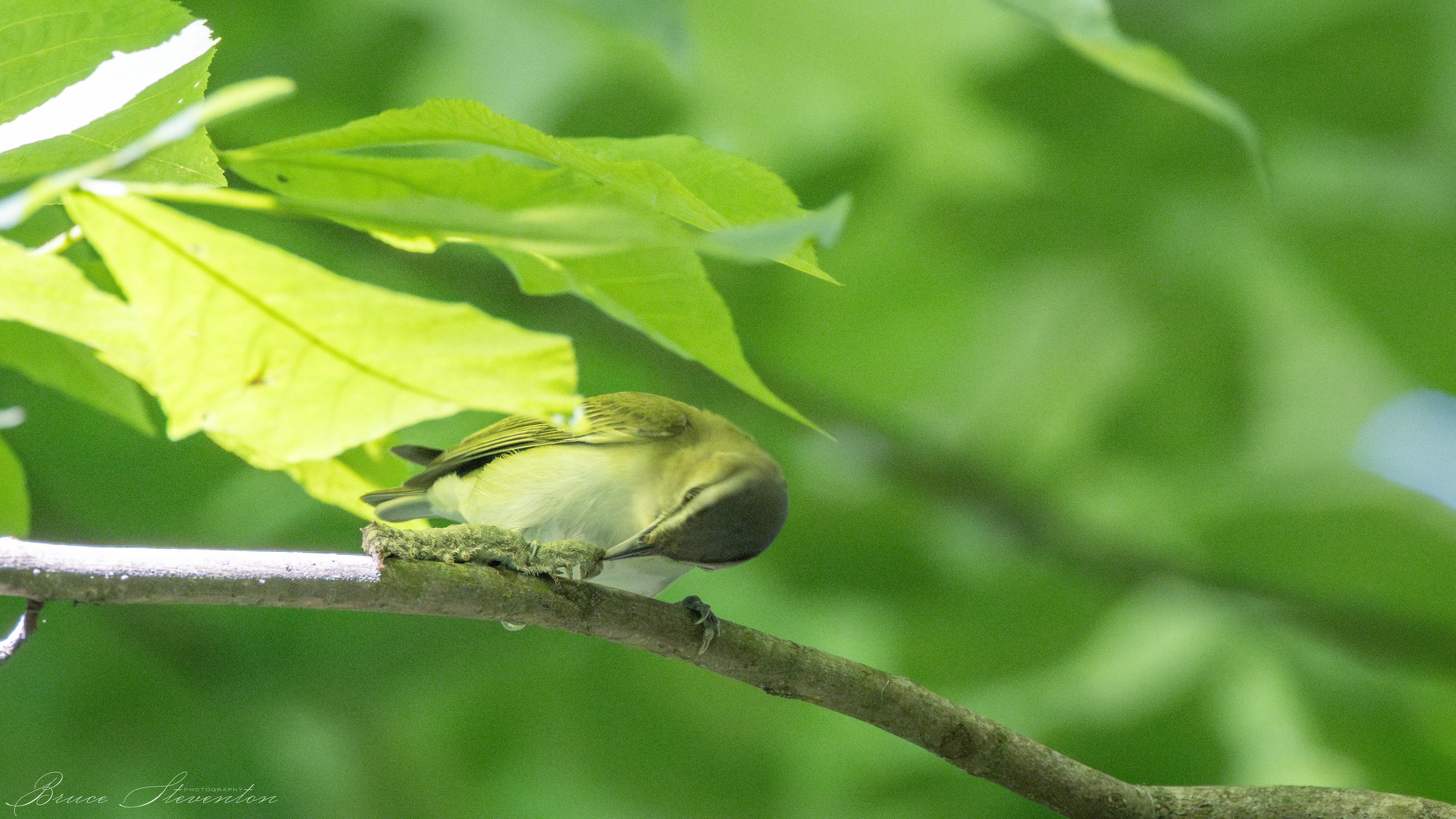Peck a hole in the right spot.