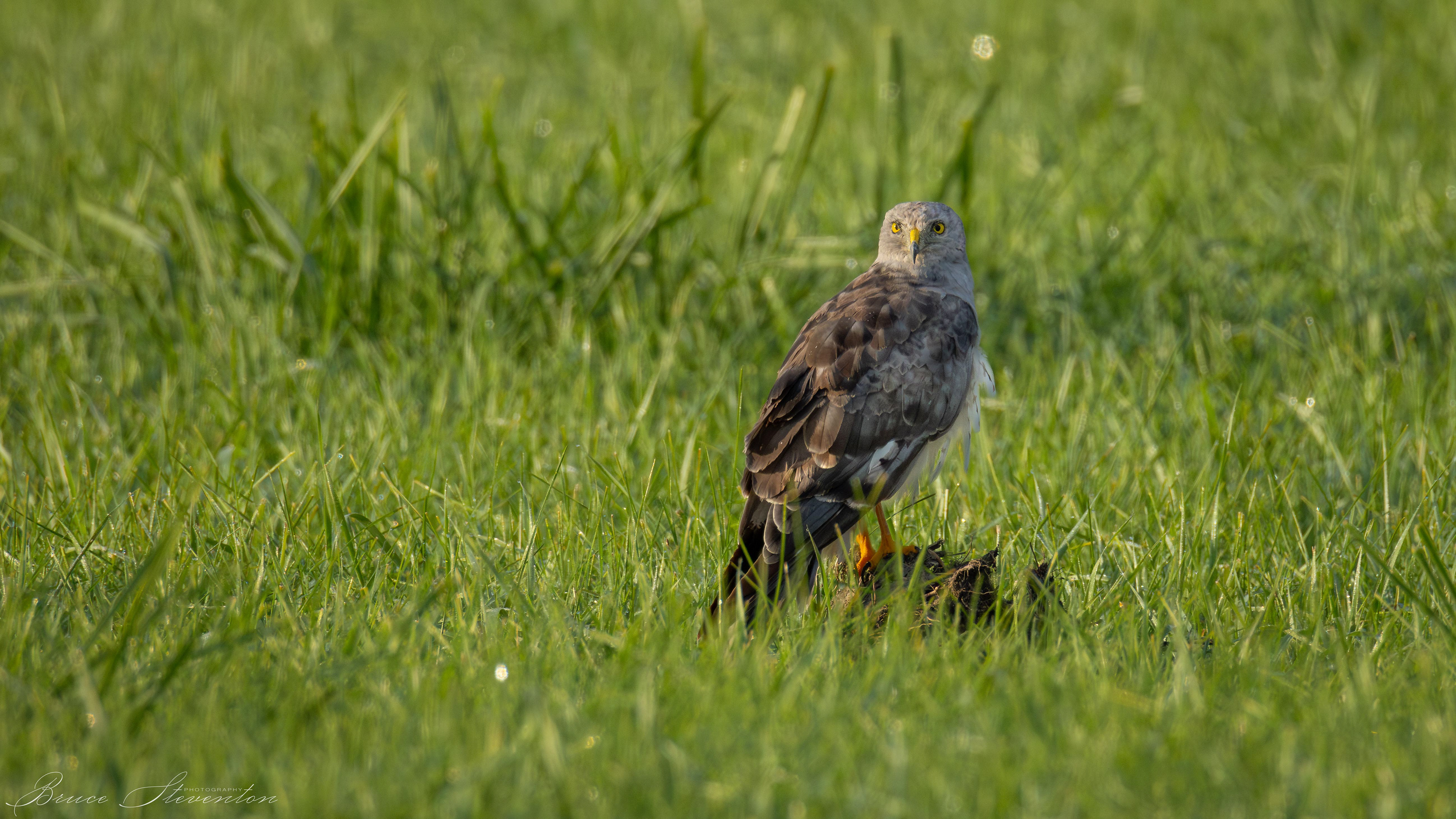 Northern Harrier
