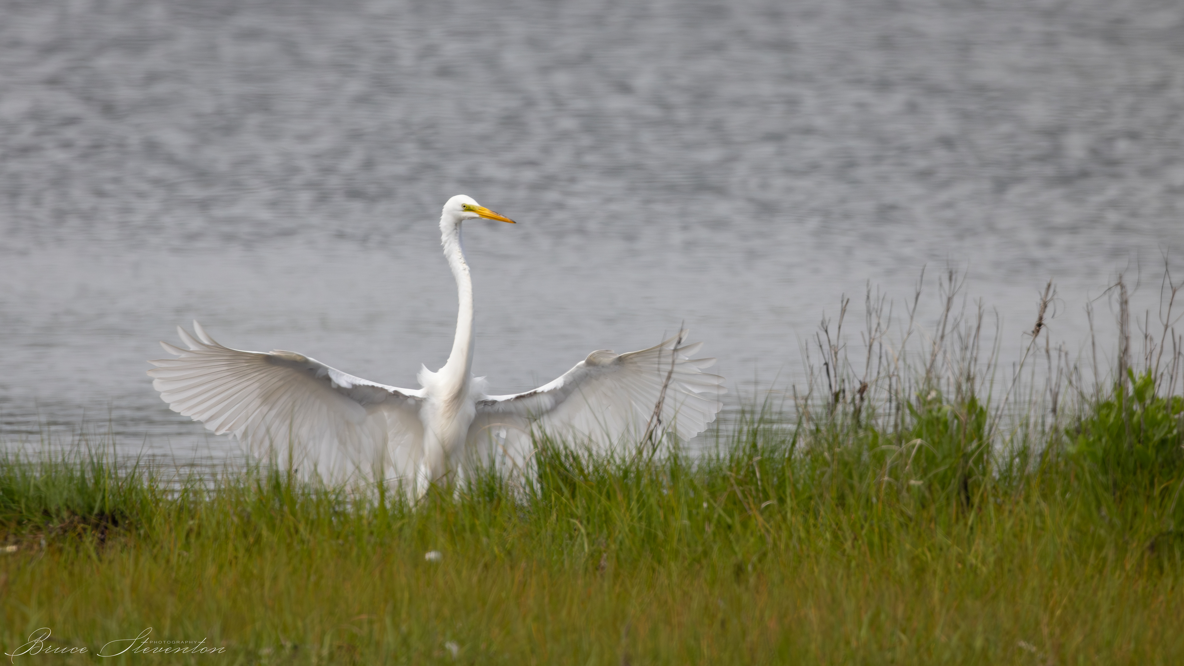 Great Egret